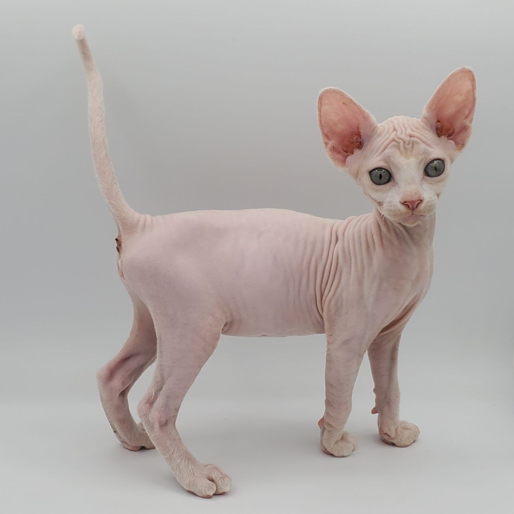 white Sphynx female with tail in the air