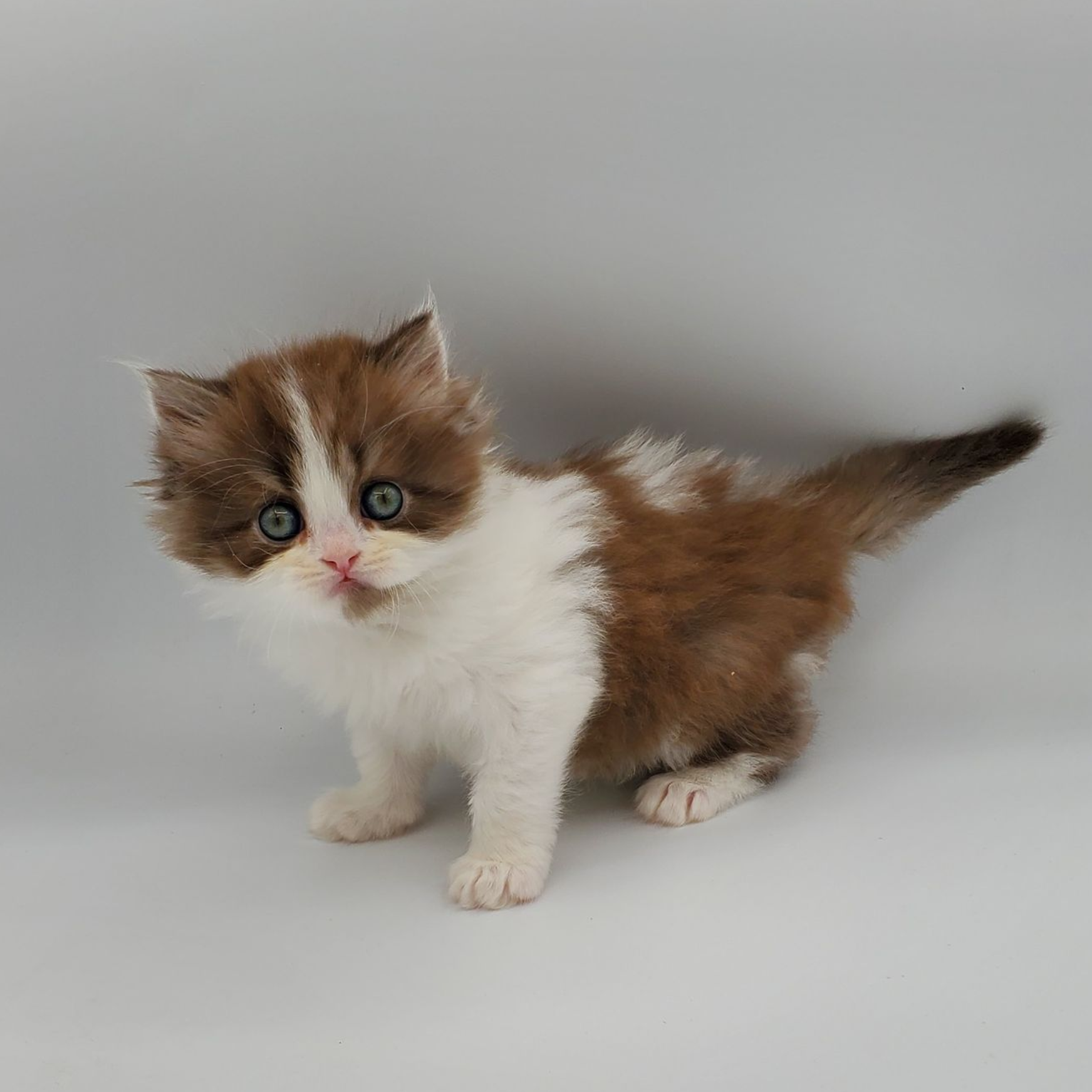 Male white elf-eared Sphynx kitten walking forward
