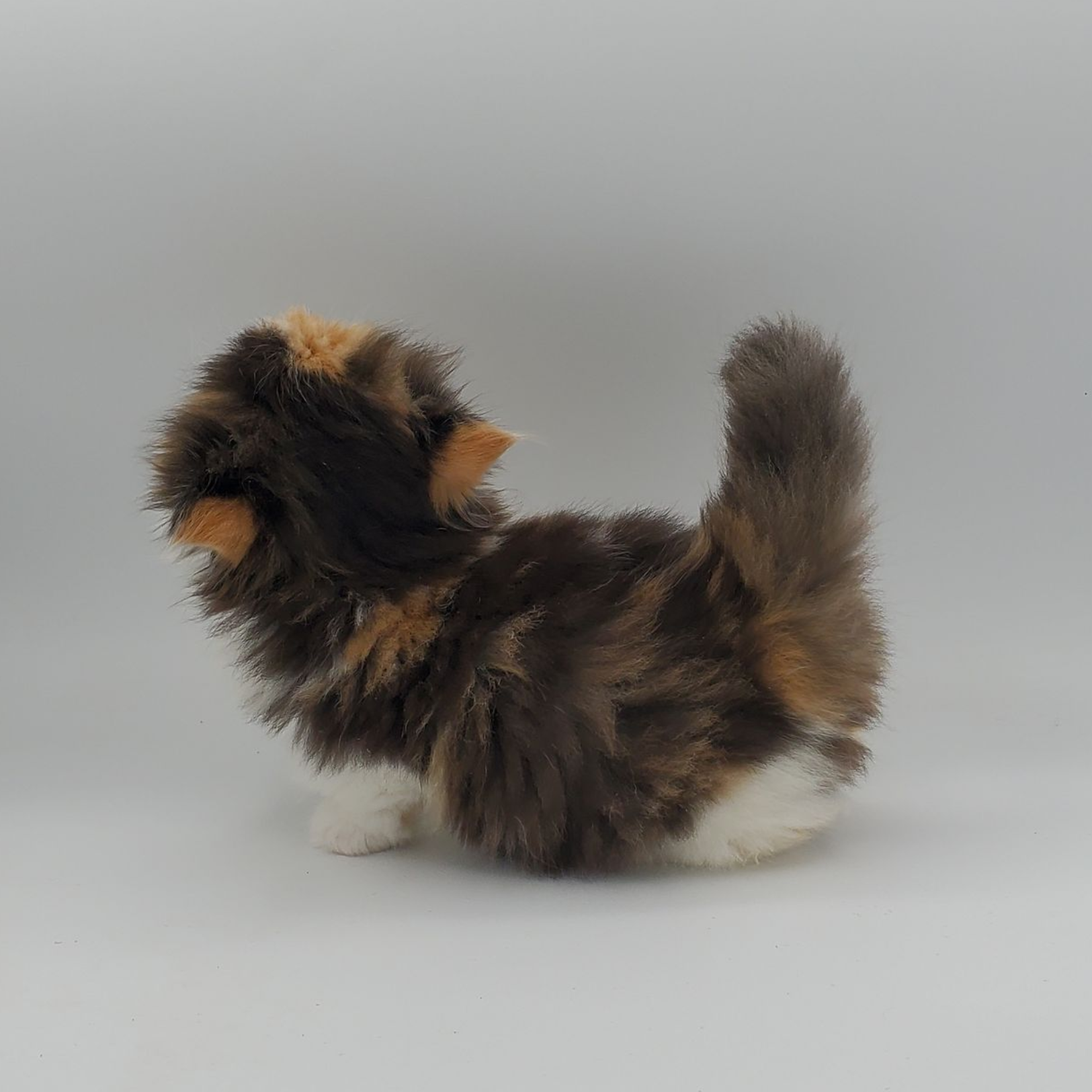 Male white elf-eared Sphynx kitten walking forward