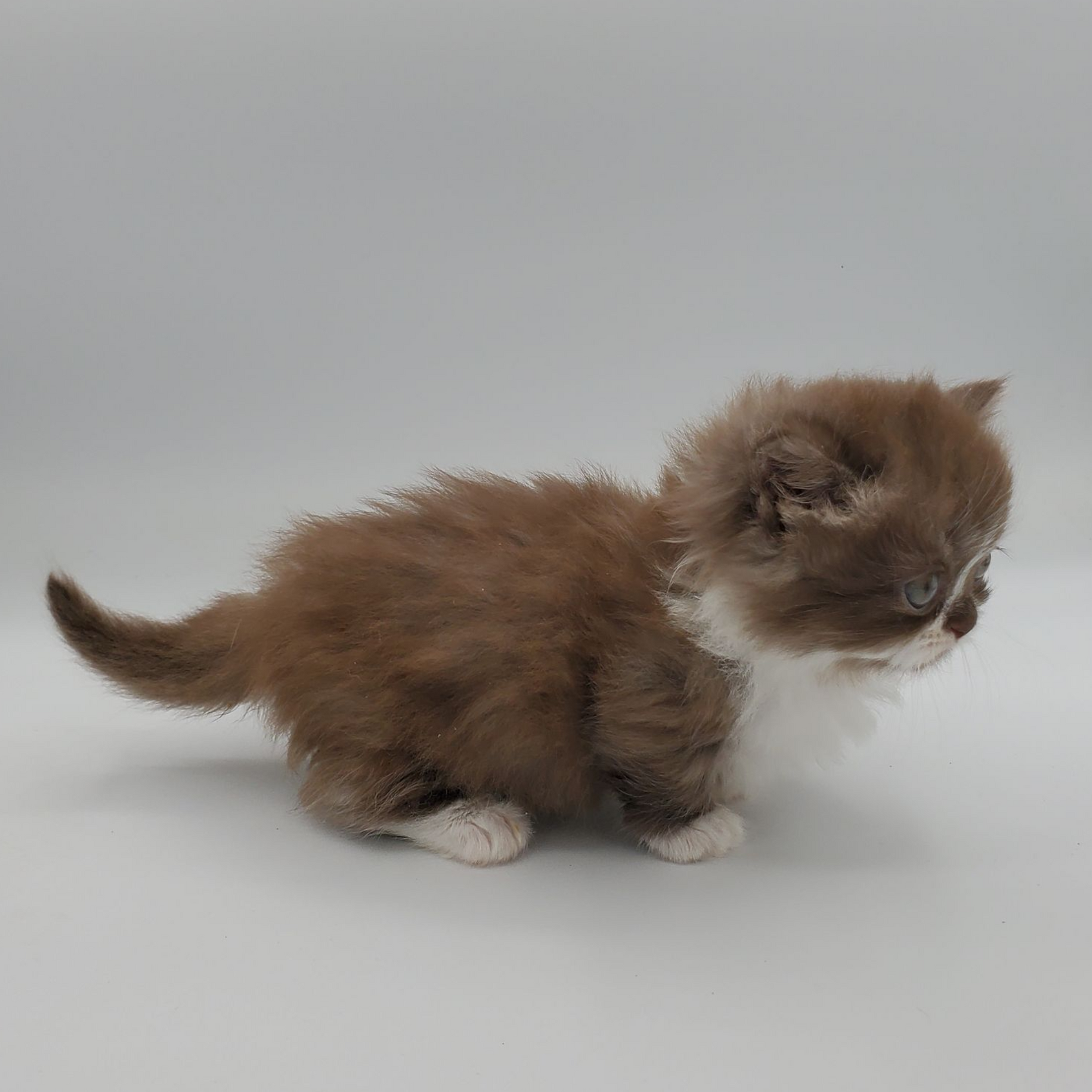 Male white elf-eared Sphynx kitten walking forward