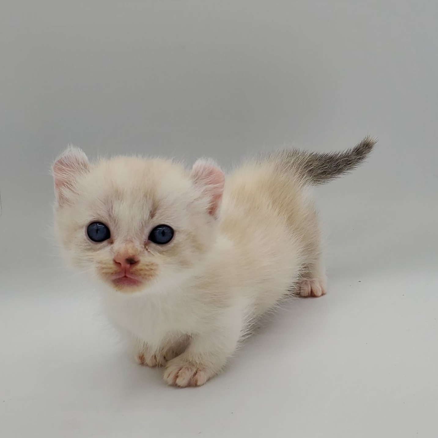 Male white elf-eared Sphynx kitten walking forward