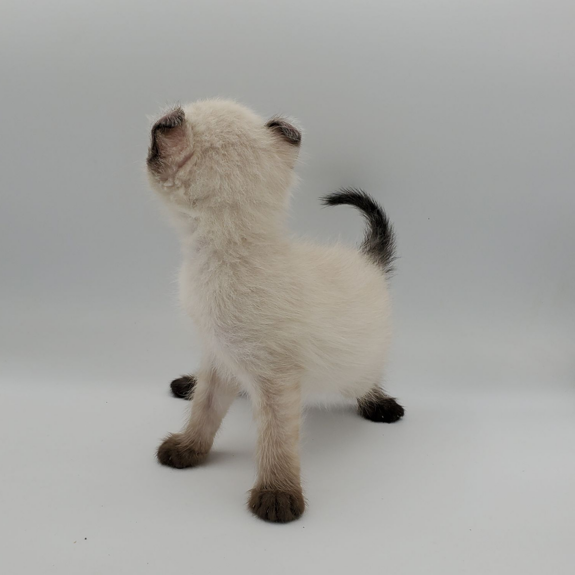 Male white elf-eared Sphynx kitten walking forward