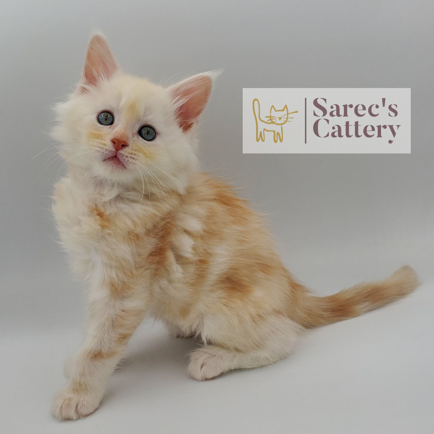 Maine Coon kitten sitting looking forward