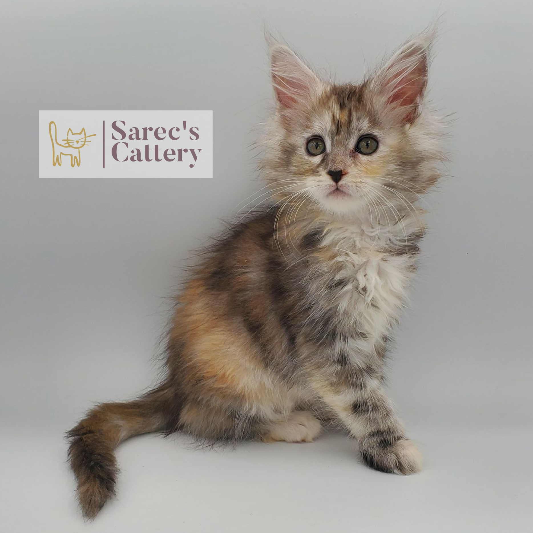 Maine Coon kitten sitting looking off to left