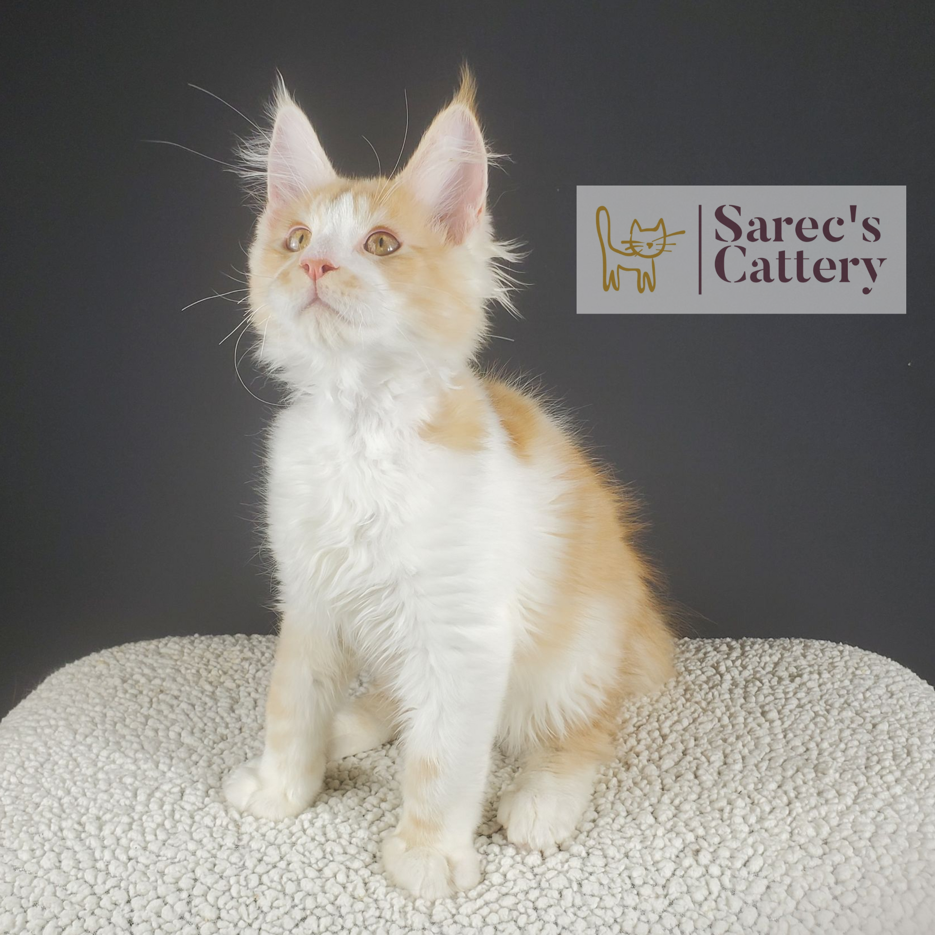 red and white bi-color Maine Coon male kitten sitting looking up