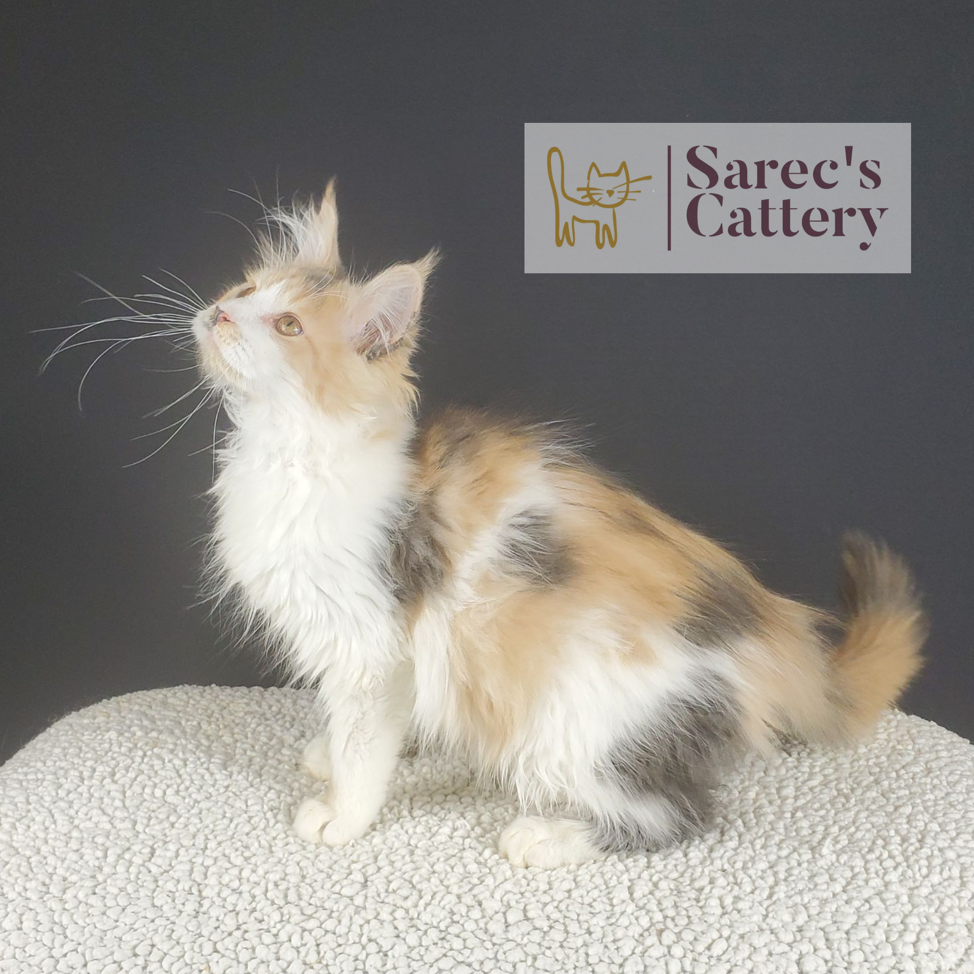 Female dilute calico Maine Coon kitten named Lainey