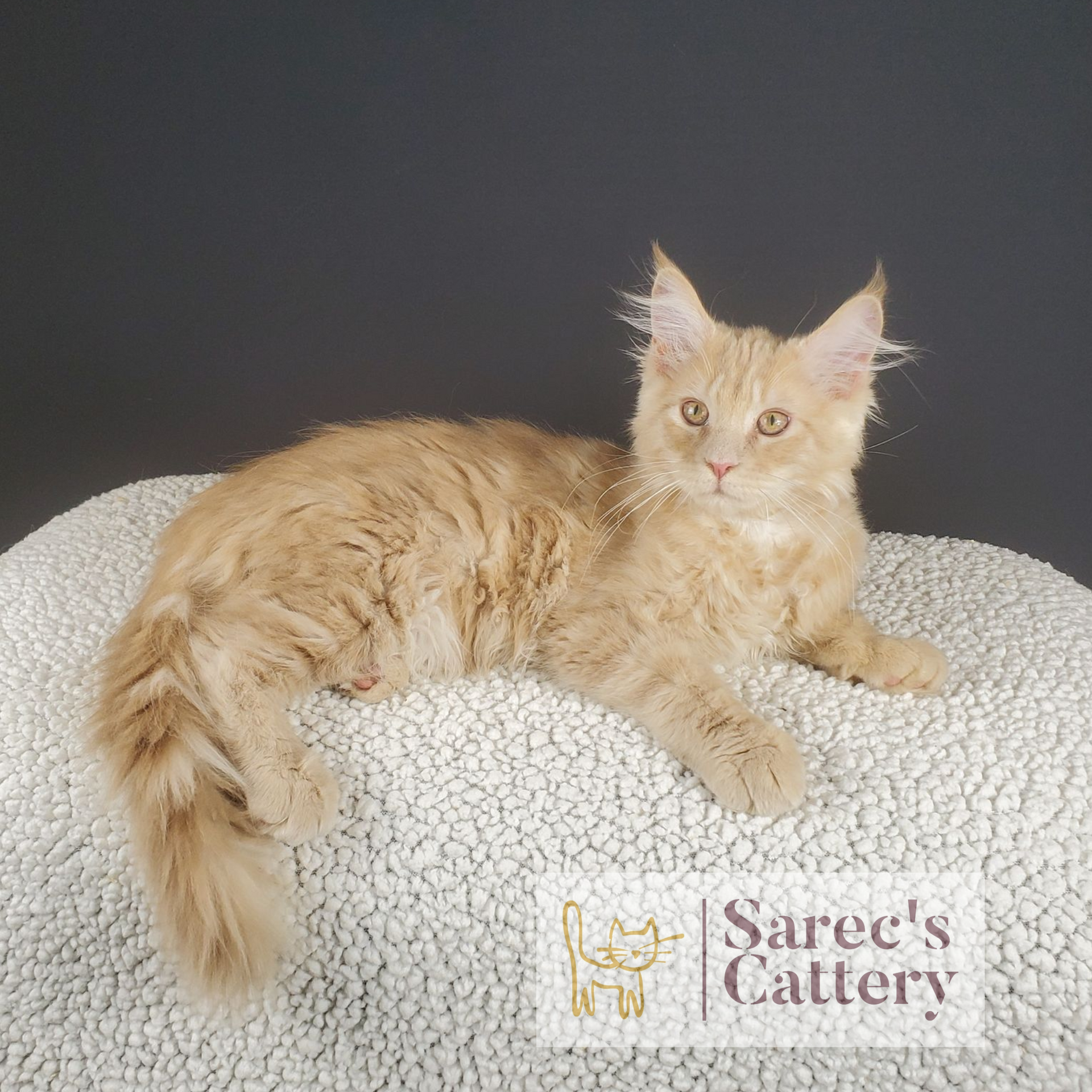 Female cream Maine Coon kitten with named Leva