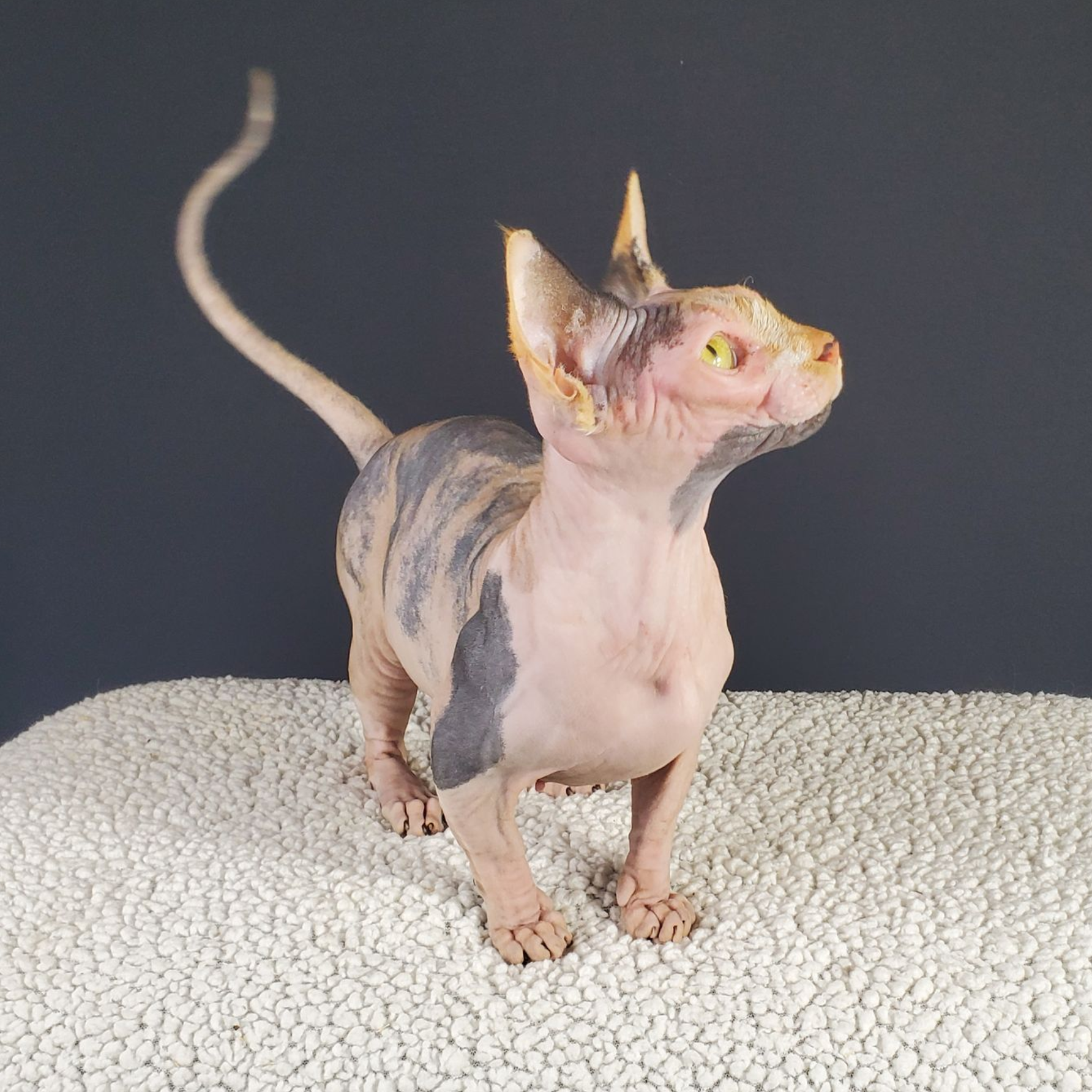 Bambino calico cat standing