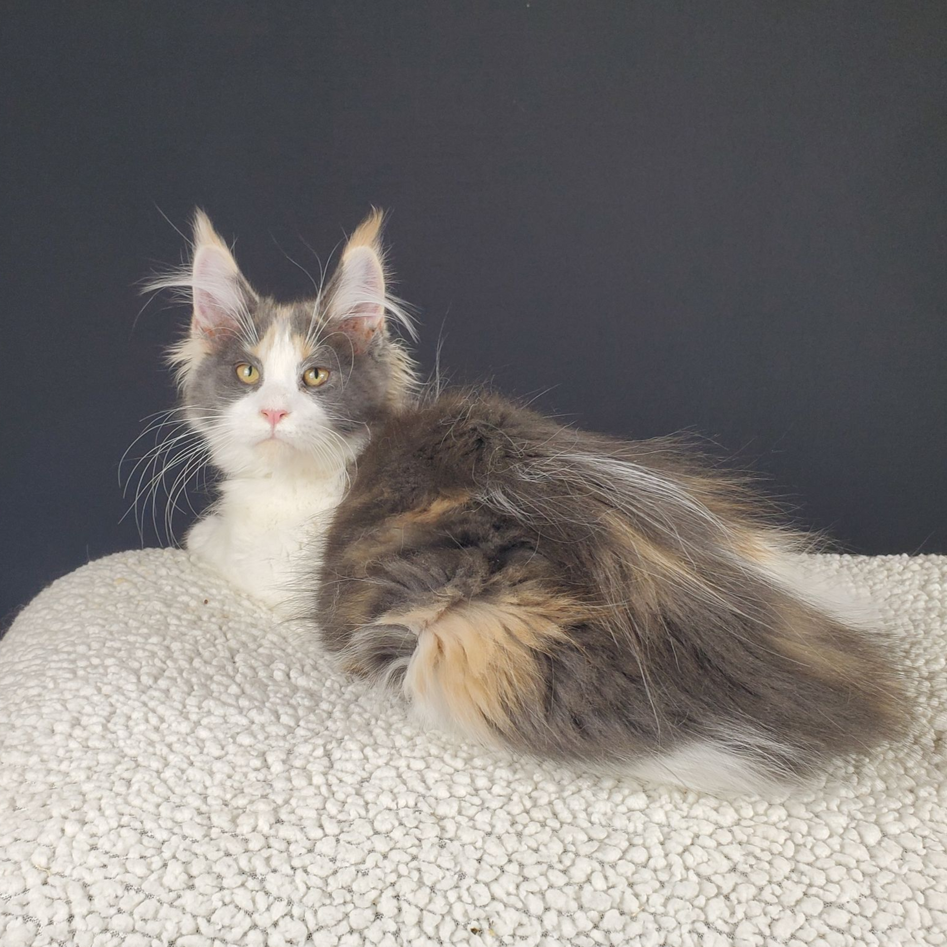 dilute calico female Maine Coon kitten laying and looking back