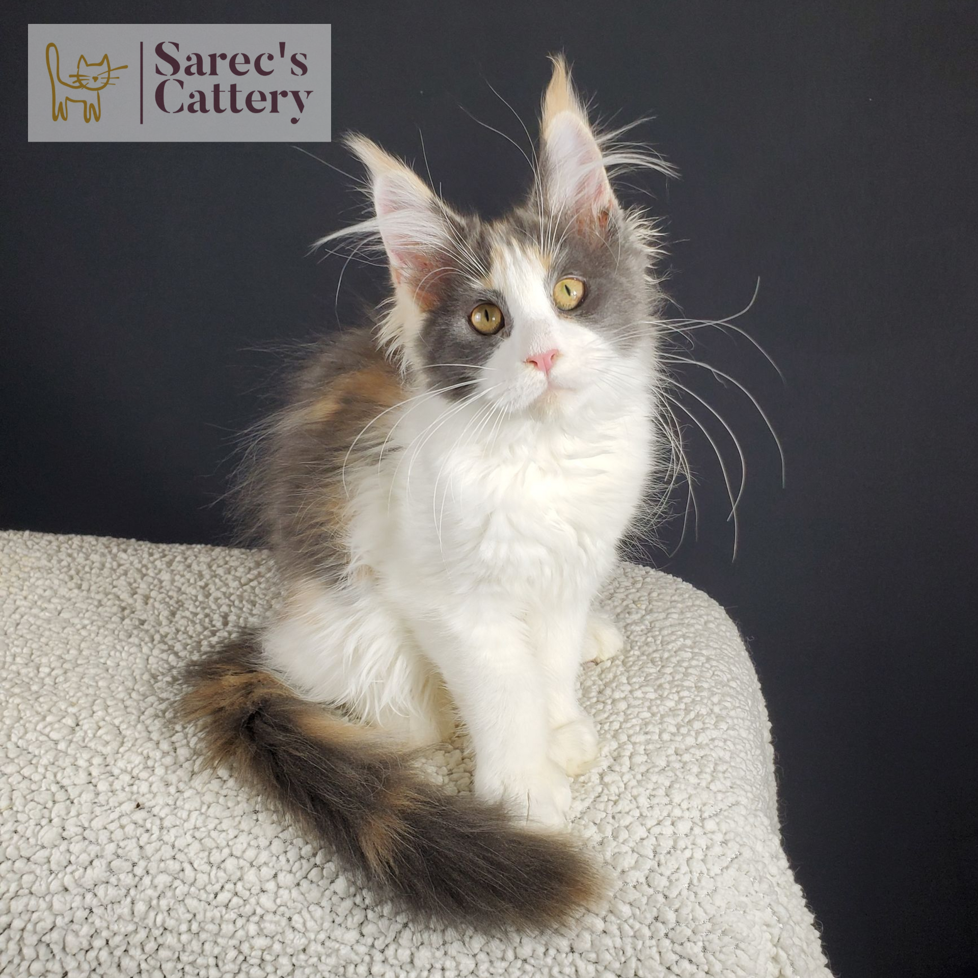 female dilute  Maine Coon kitten with head tilted