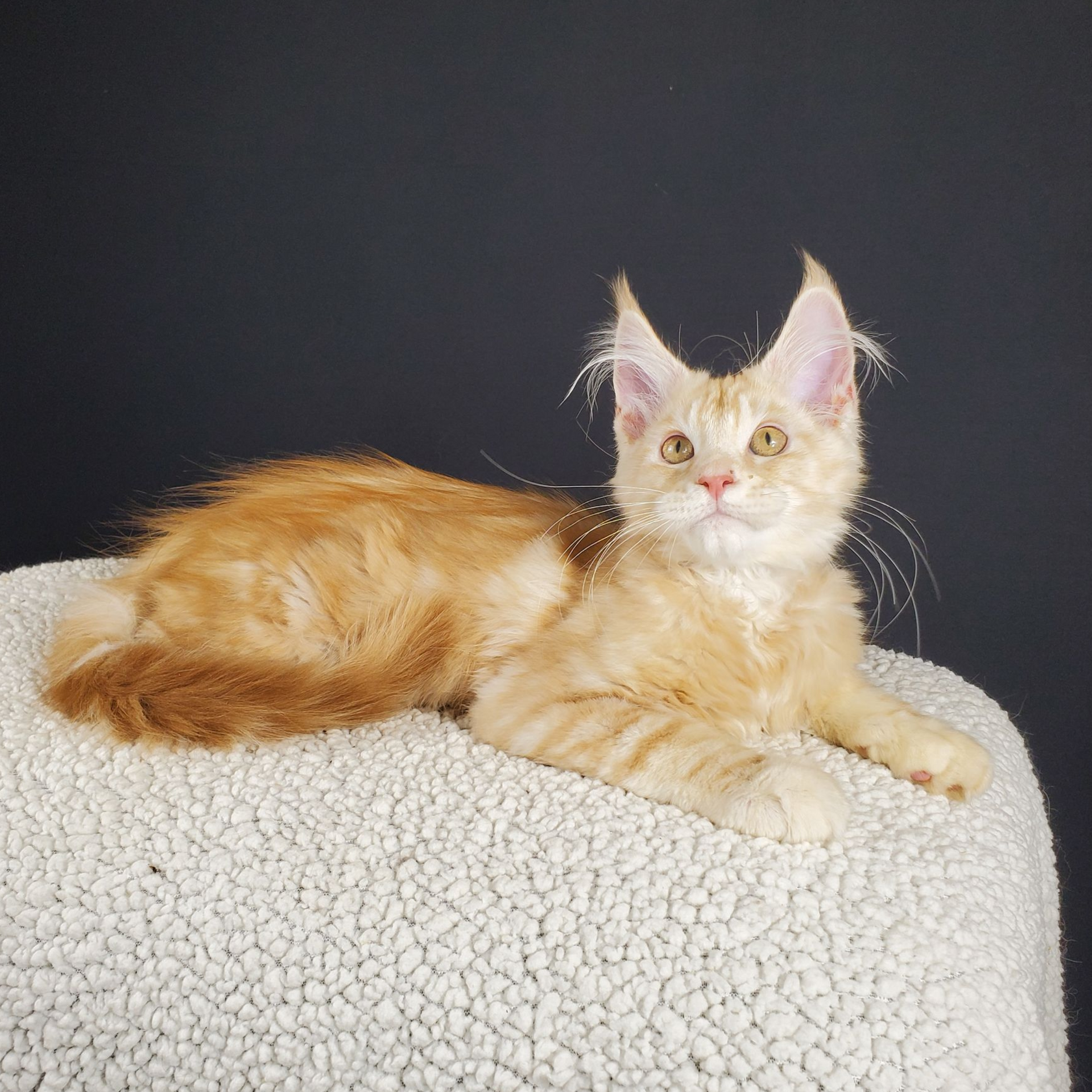 red-silver tabby with white male Maine Coon kitten laying down on pillow