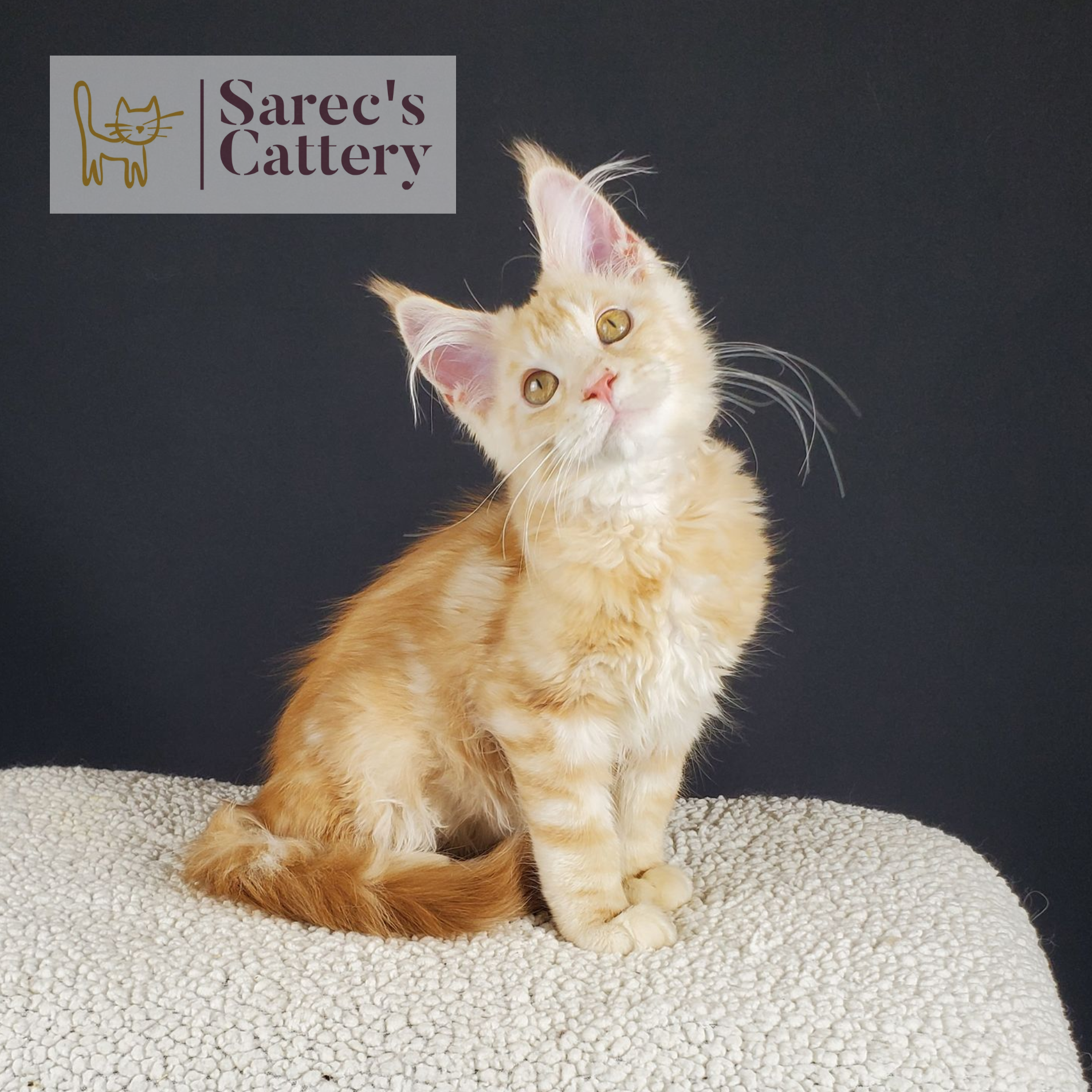 Male Red-Silver Tabby Maine Coon kitten named Milan