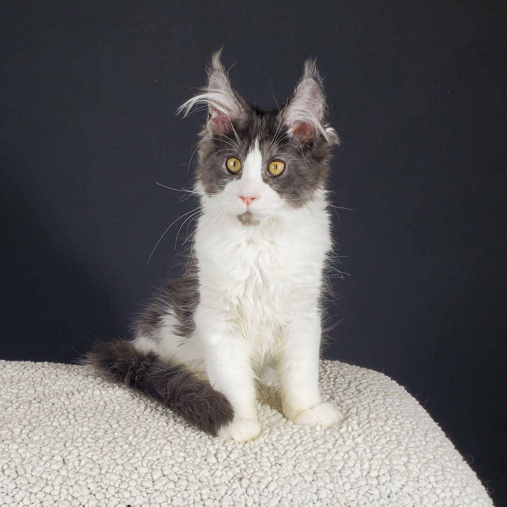 black smoke with white female Maine Coon kitten sitting up