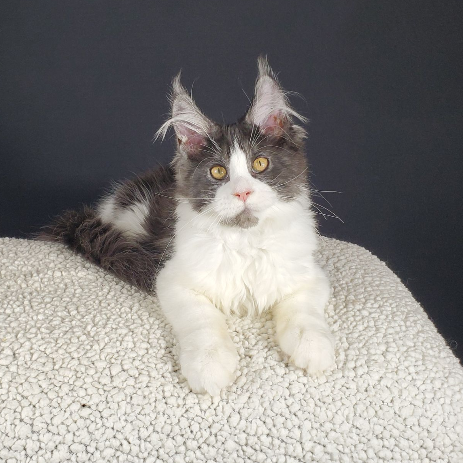 black smoke with white female Maine Coon kitten laying down