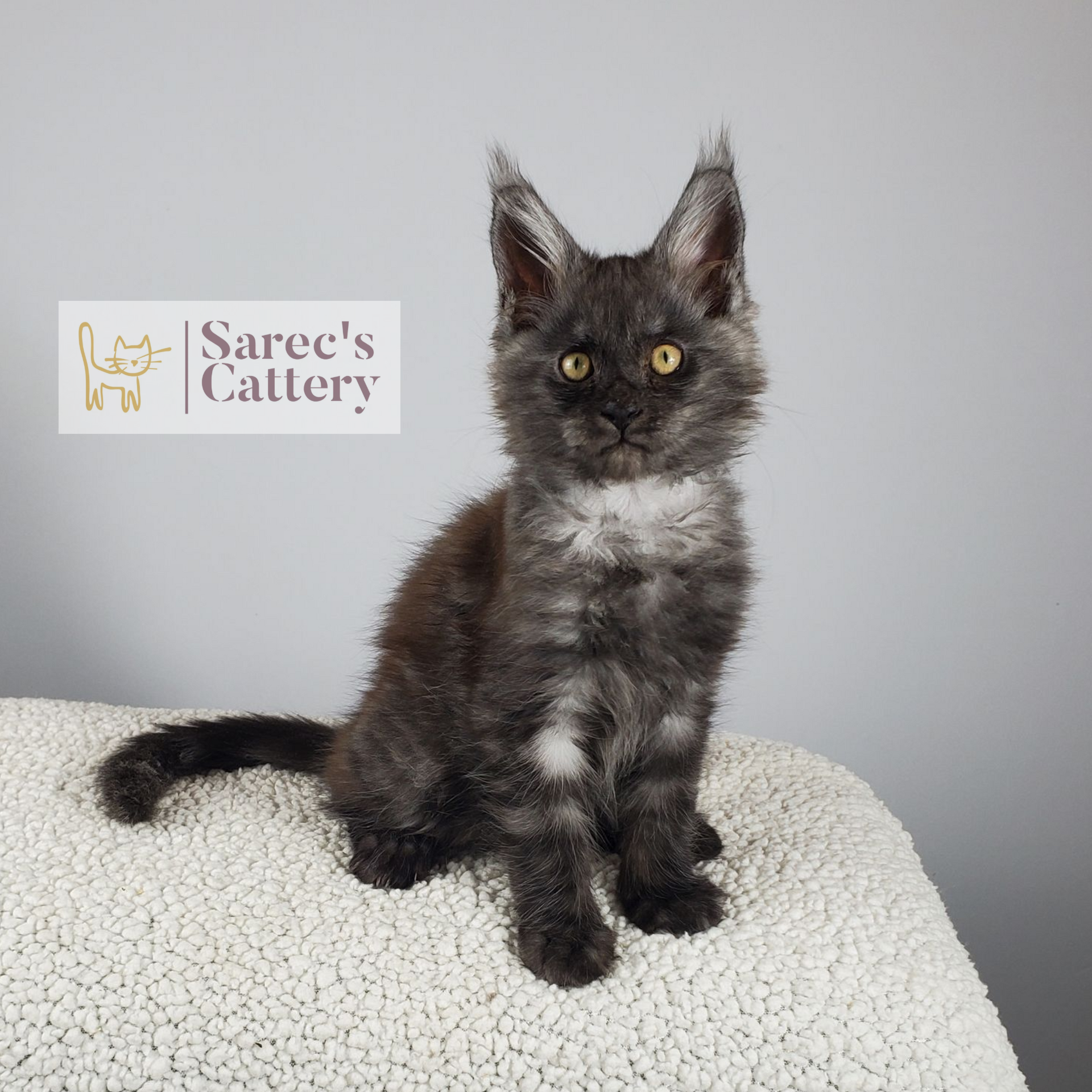 Black Smoke male Maine Coon kitten named Orion