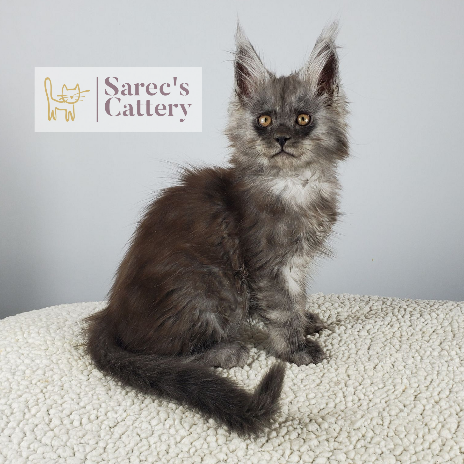 Black Smoke male Maine Coon kitten named Orrin