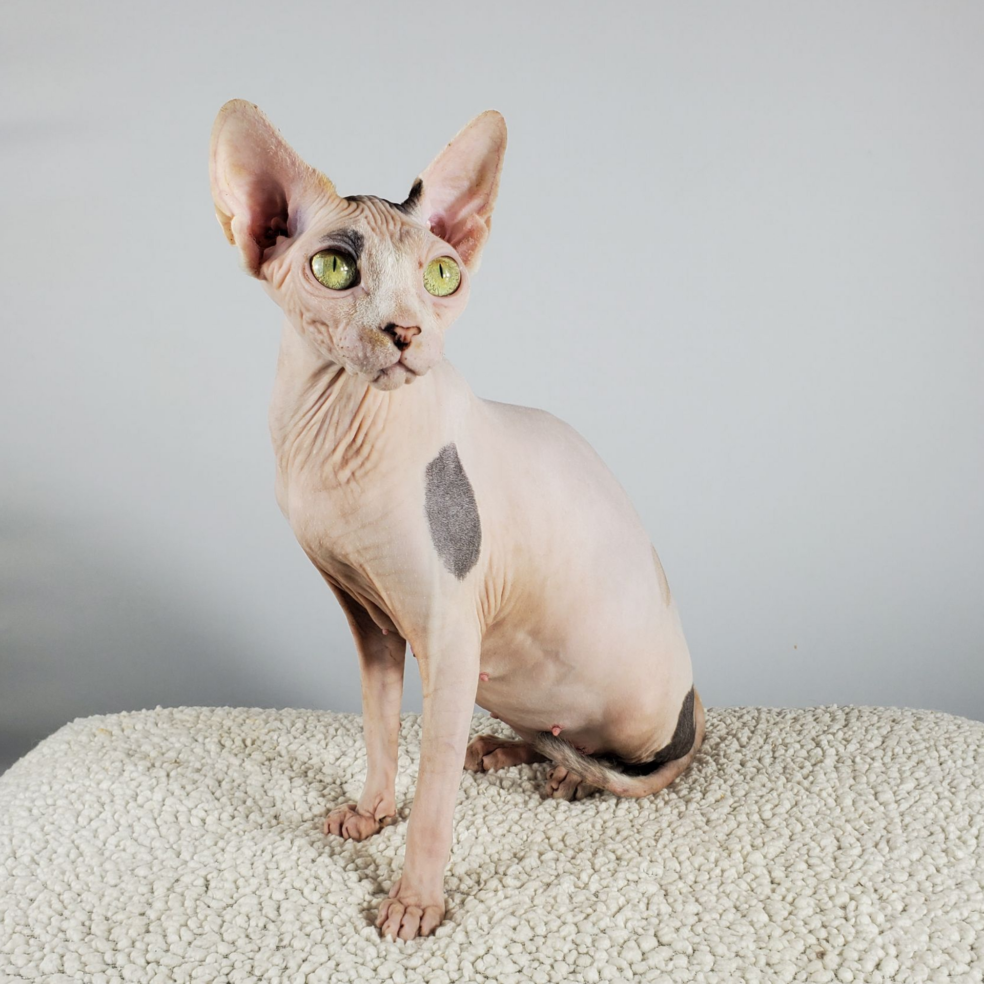 Sphynx female with large green eyes and long legs