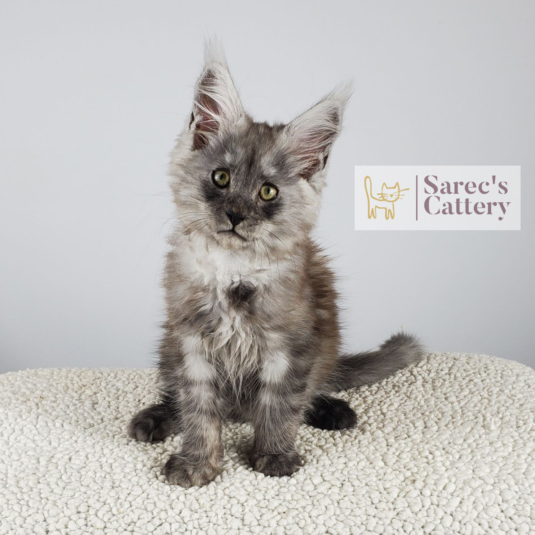Black Smoke male Maine Coon kitten named Opie