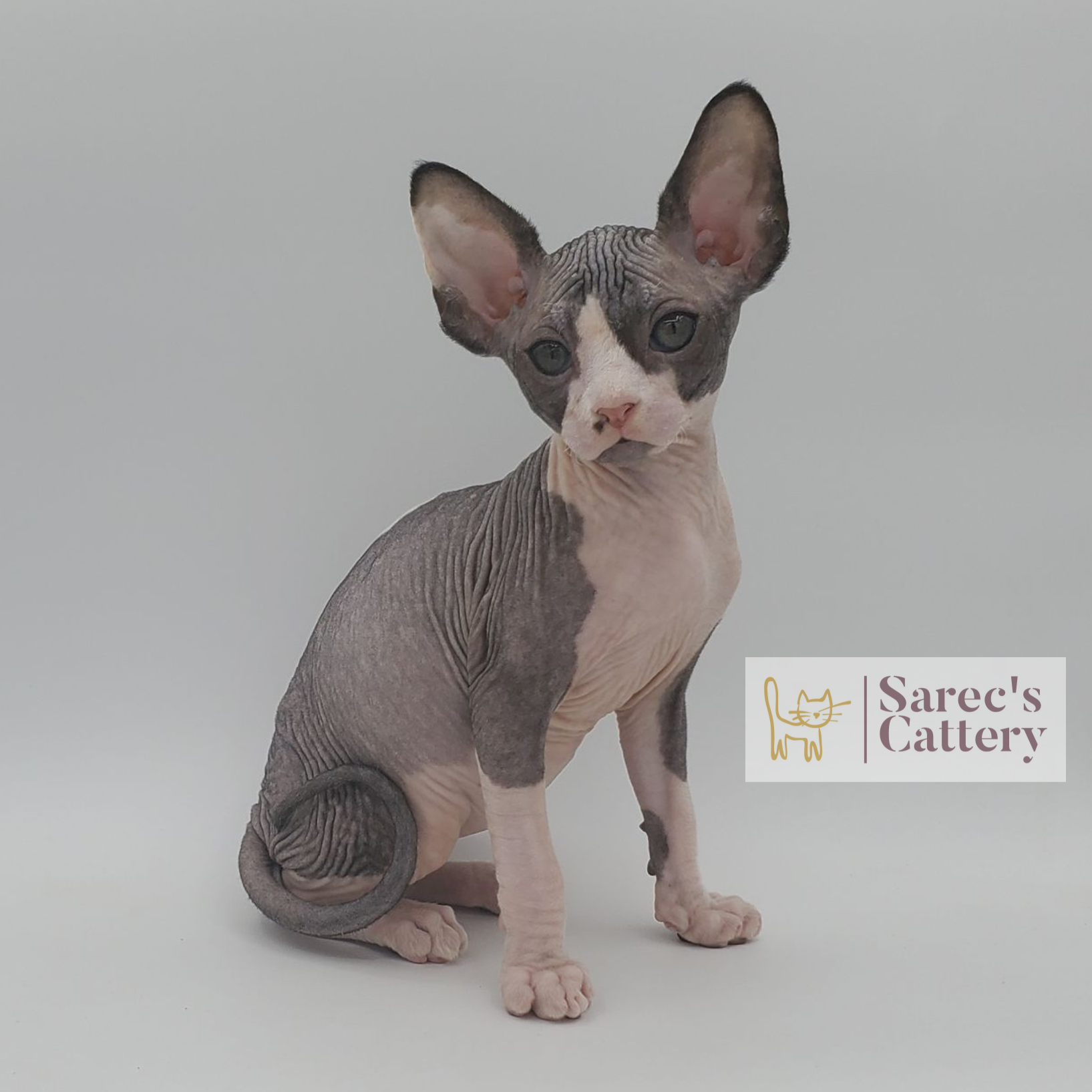 bi-color tuxedo male Sphynx kitten sitting named Xeus