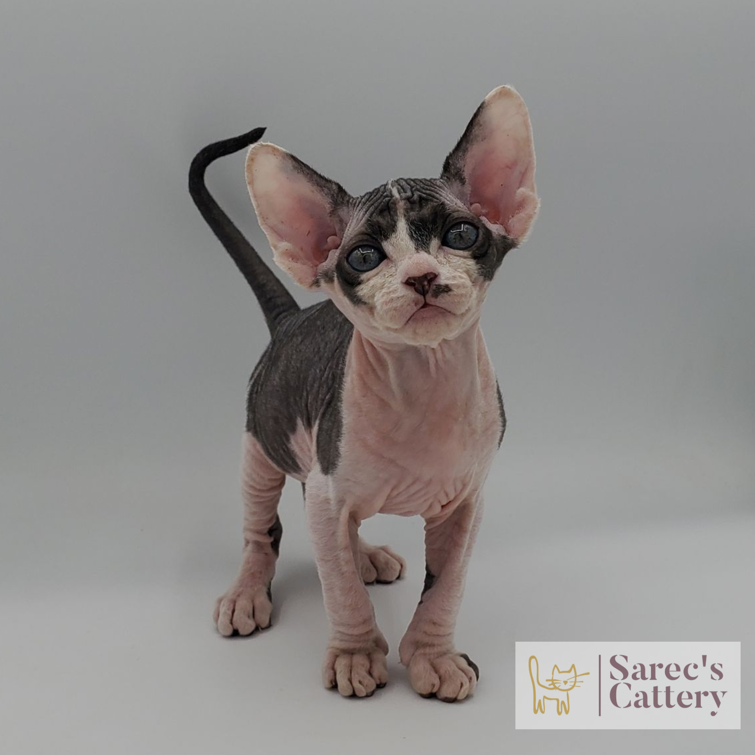 Bi-color slightly coated Sphynx kitten with head tilted