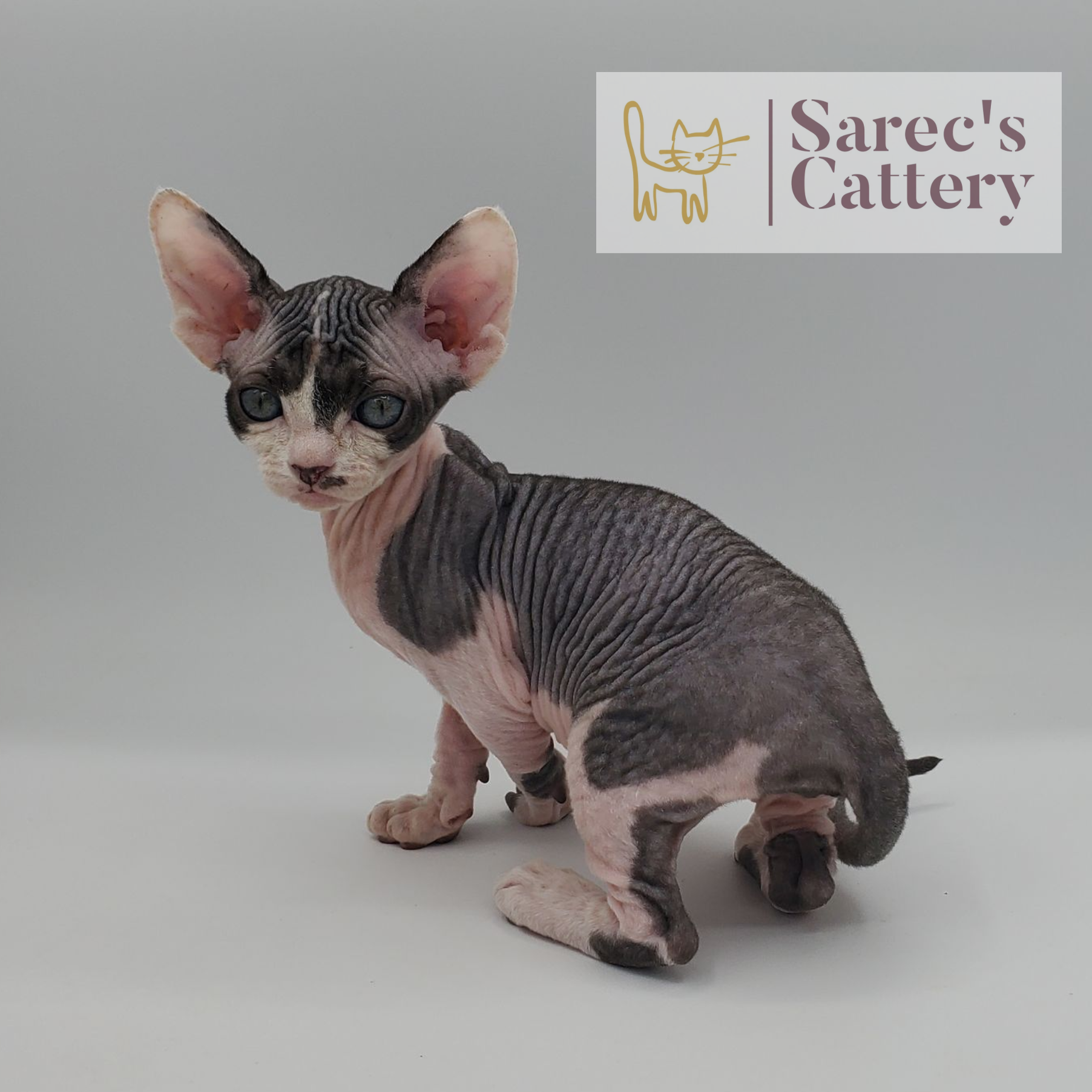 Bi-color slightly coated Sphynx kitten from the back