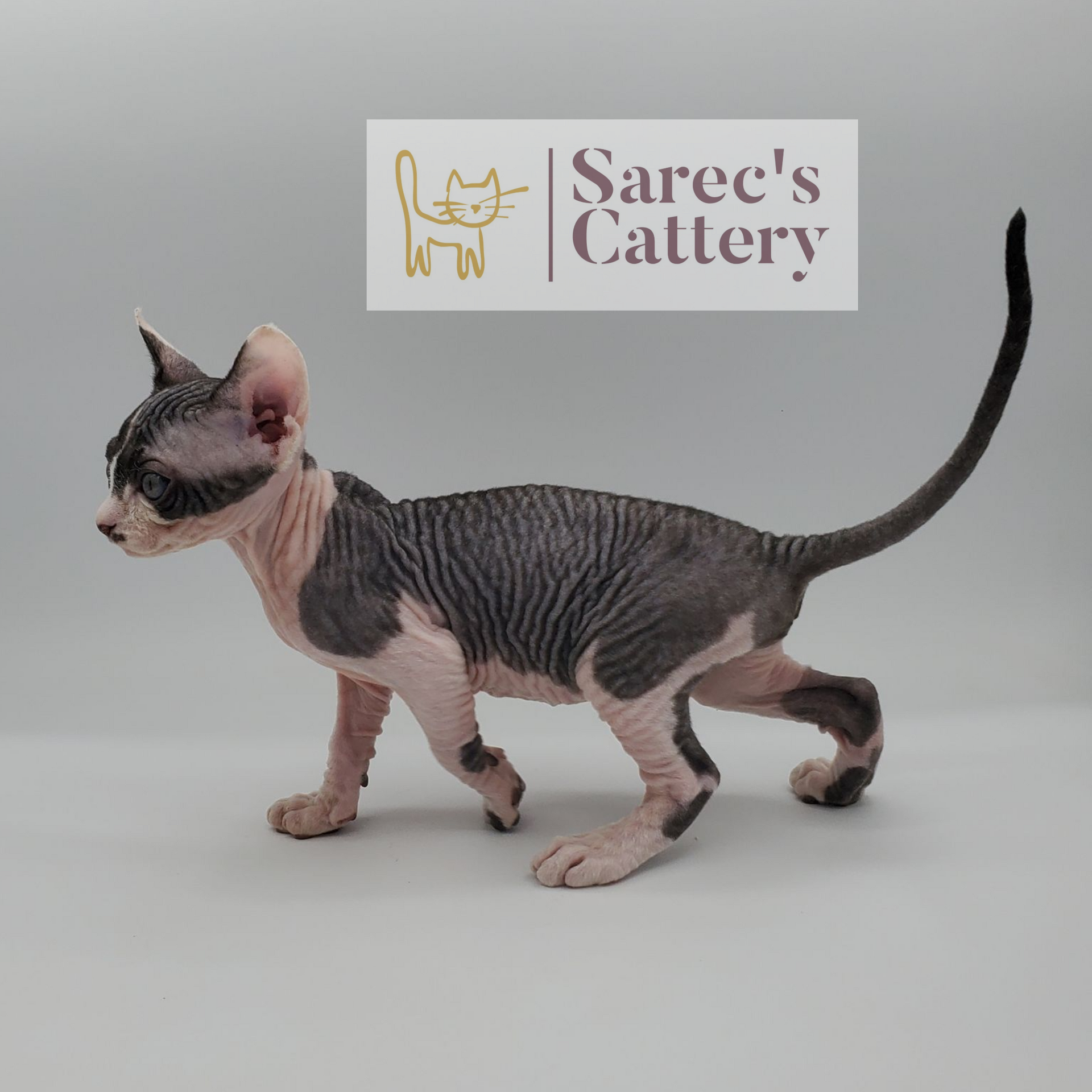 Bi-color slightly coated Sphynx kitten walking with tail up