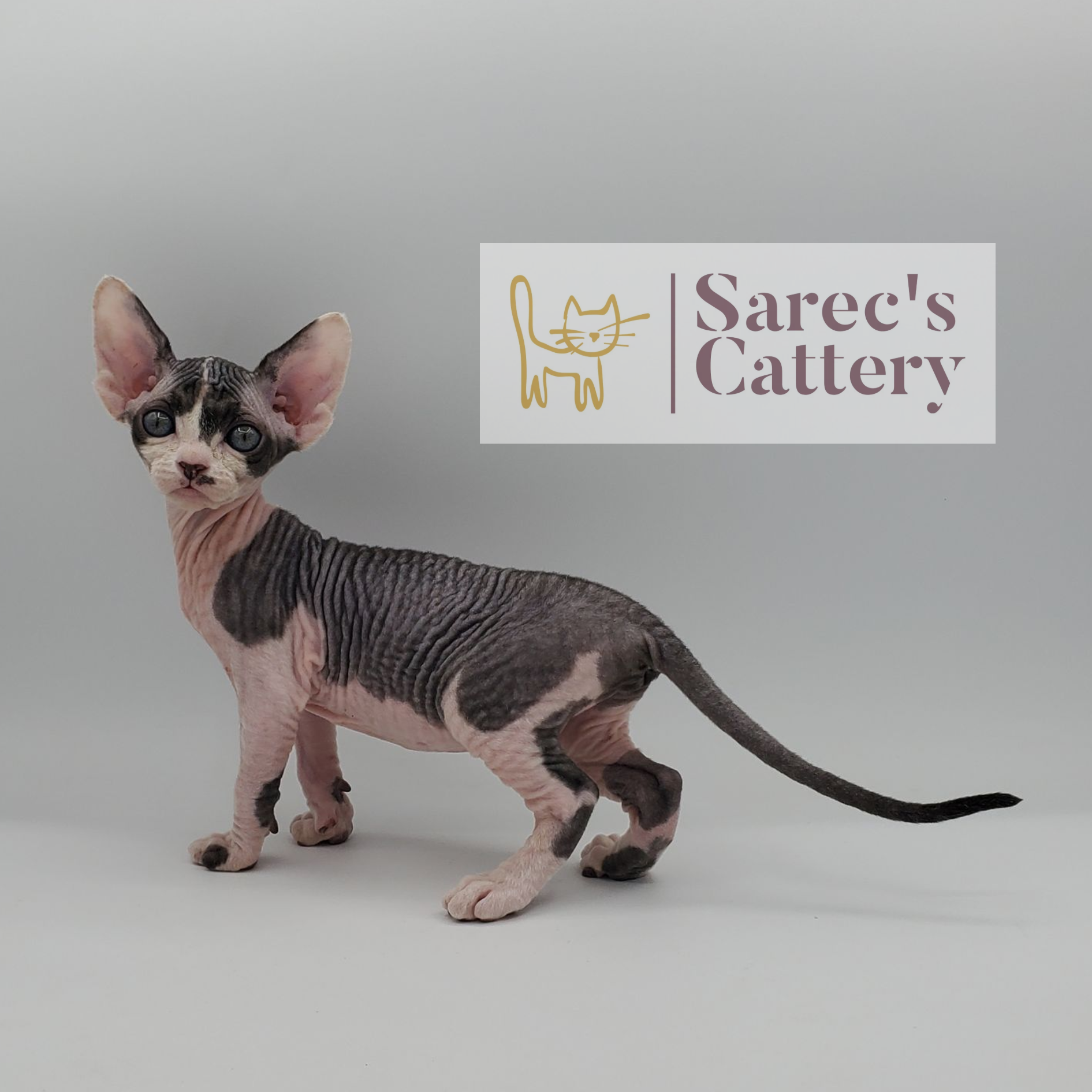 Bi-color slightly coated Sphynx kitten from the side