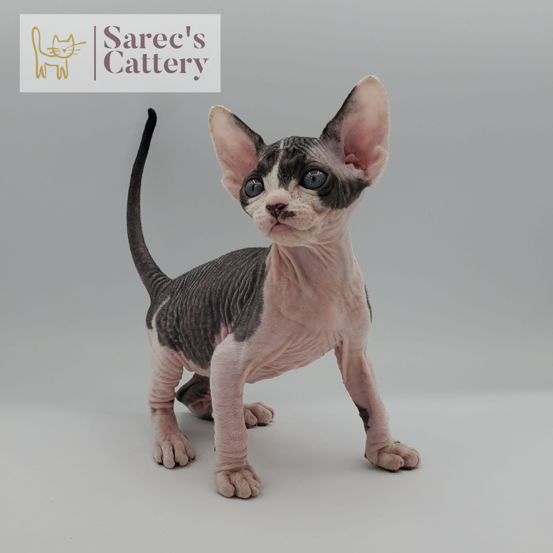 Male Red-Silver Tabby Maine Coon kitten named Milan