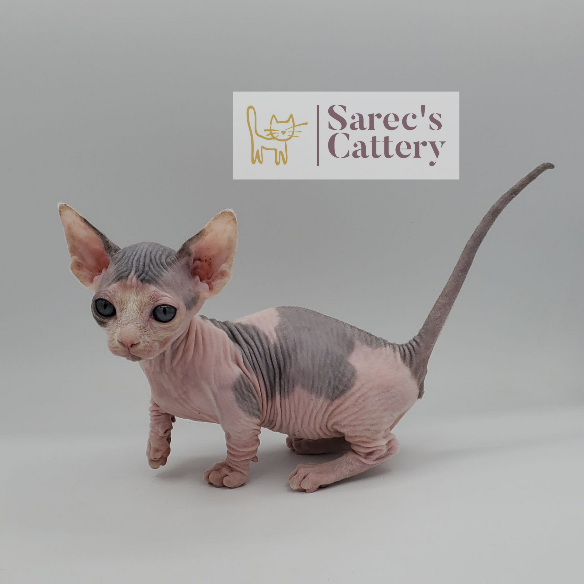 Dilute bi-color Bambino kitten making a sneaky move