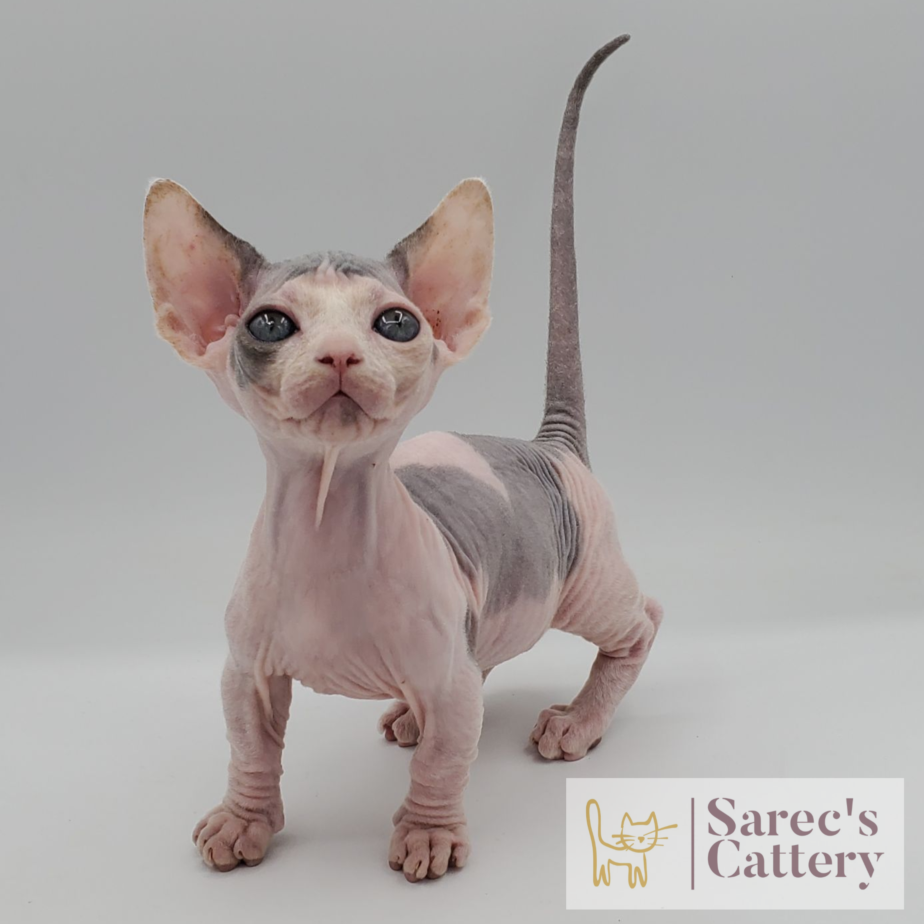 Dilute bi-color Bambino kitten with head high