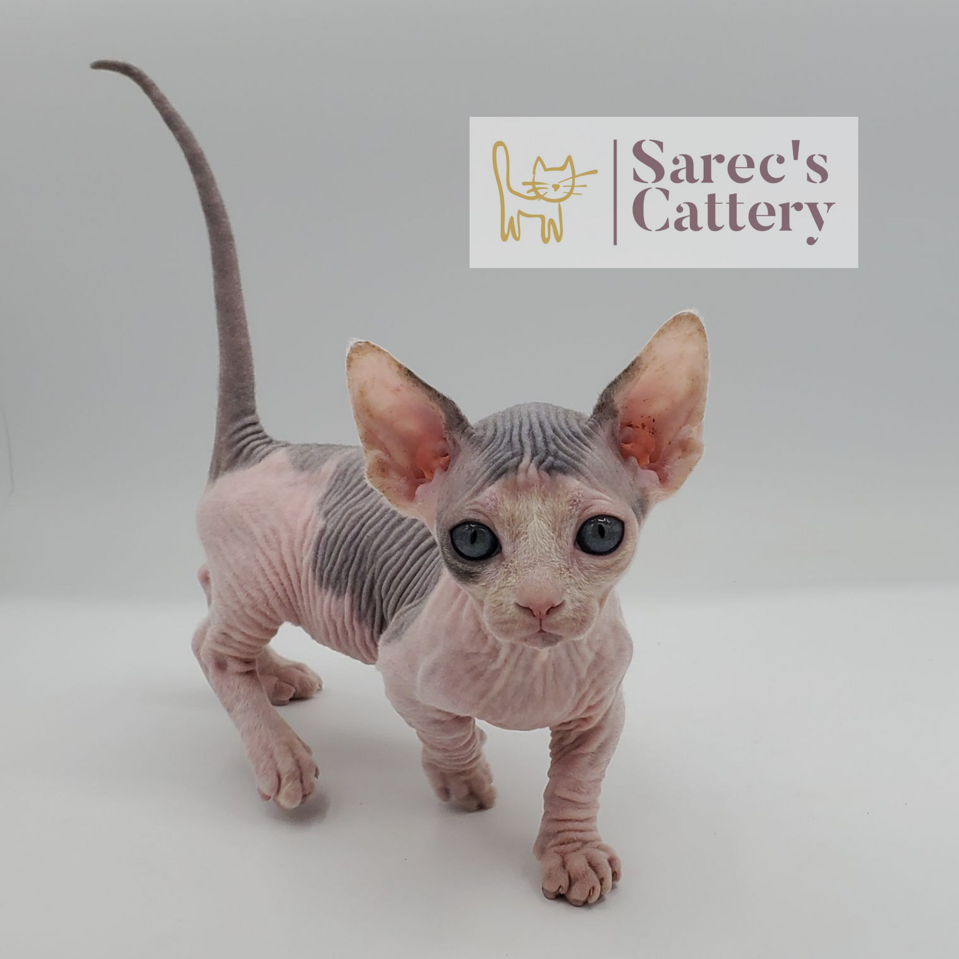 Dilute bi-color Bambino kitten walking forward