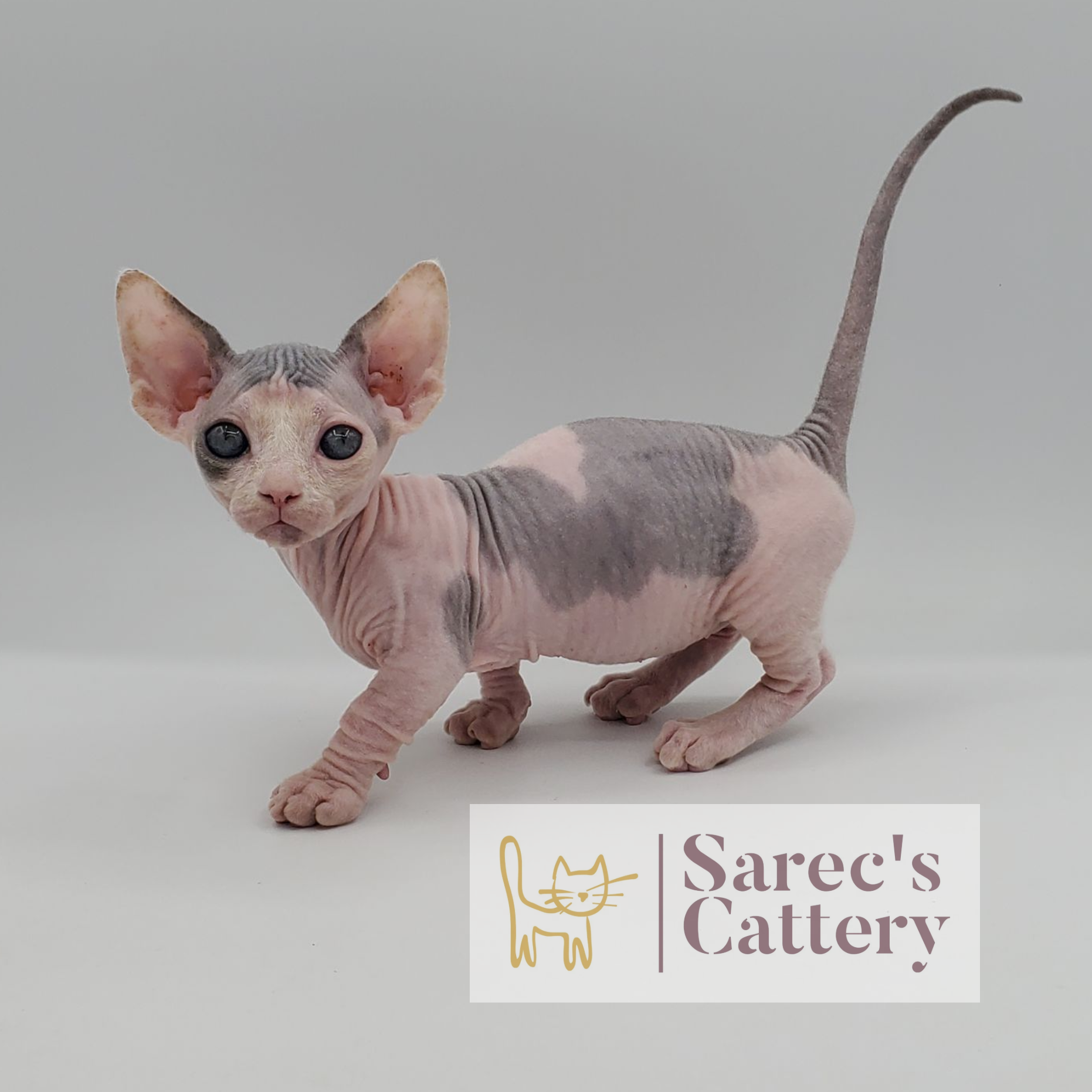 Dilute bi-color Bambino kitten standing from the side