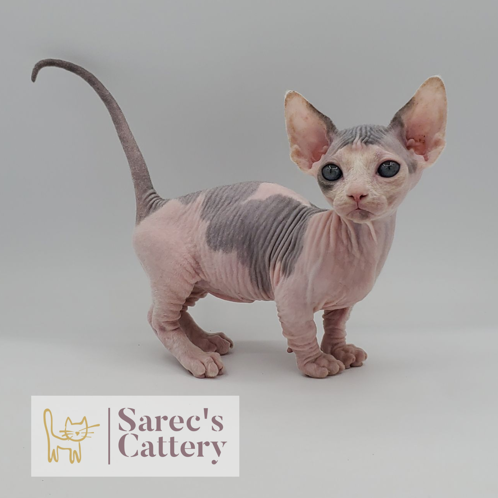 Dilute Calico Bambino Sphynx standing