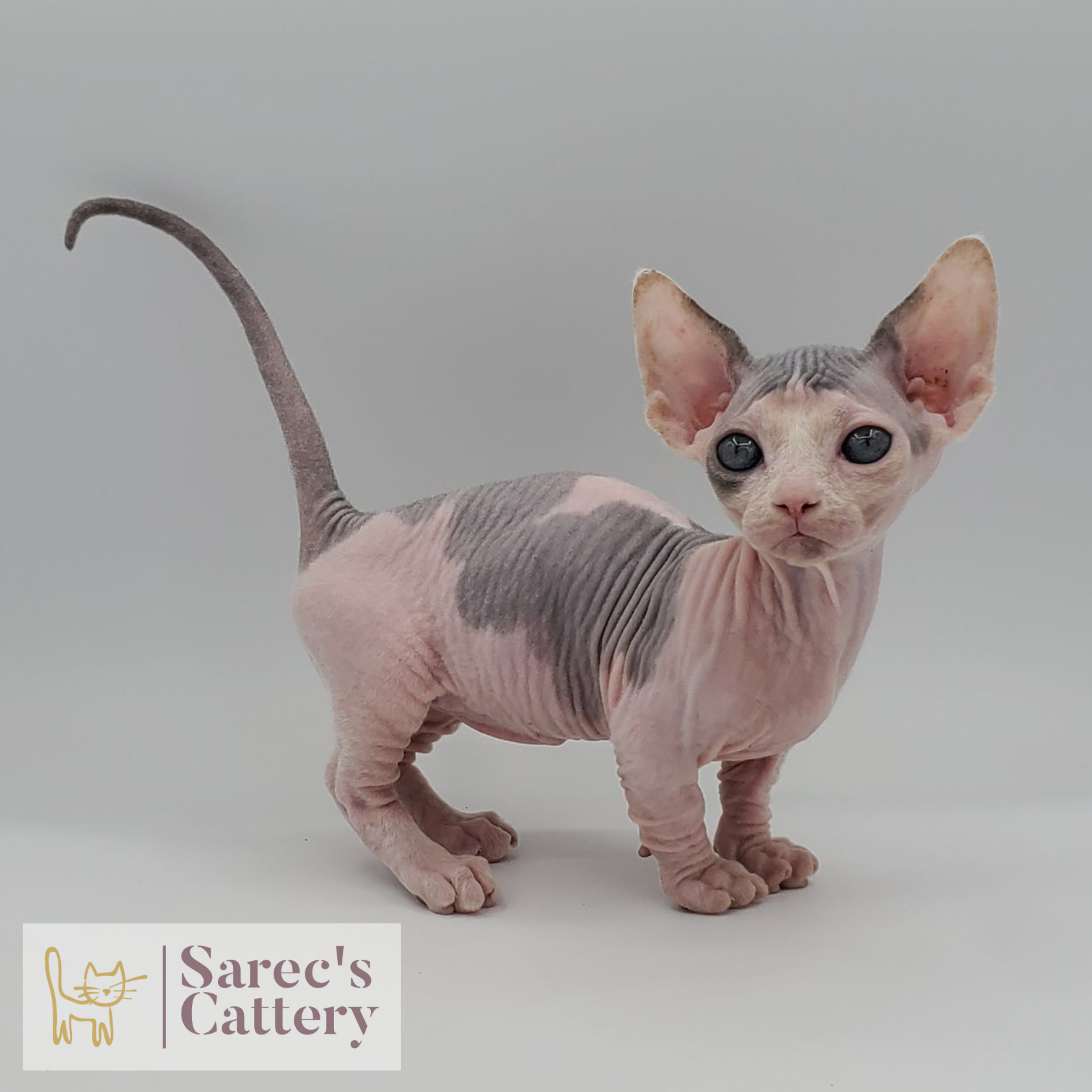 Dilute bi-color Bambino kitten standing from the side with tail curled