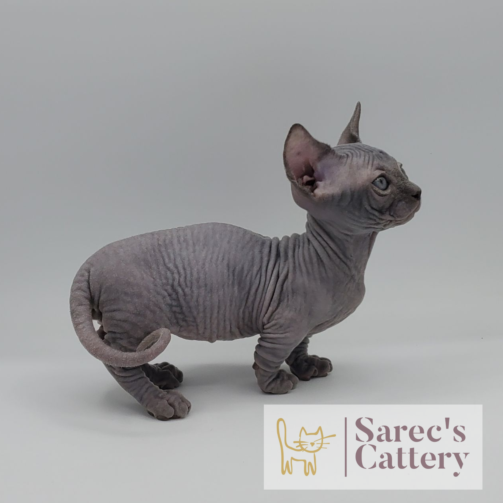 Solid blue Bambino kitten from the side
