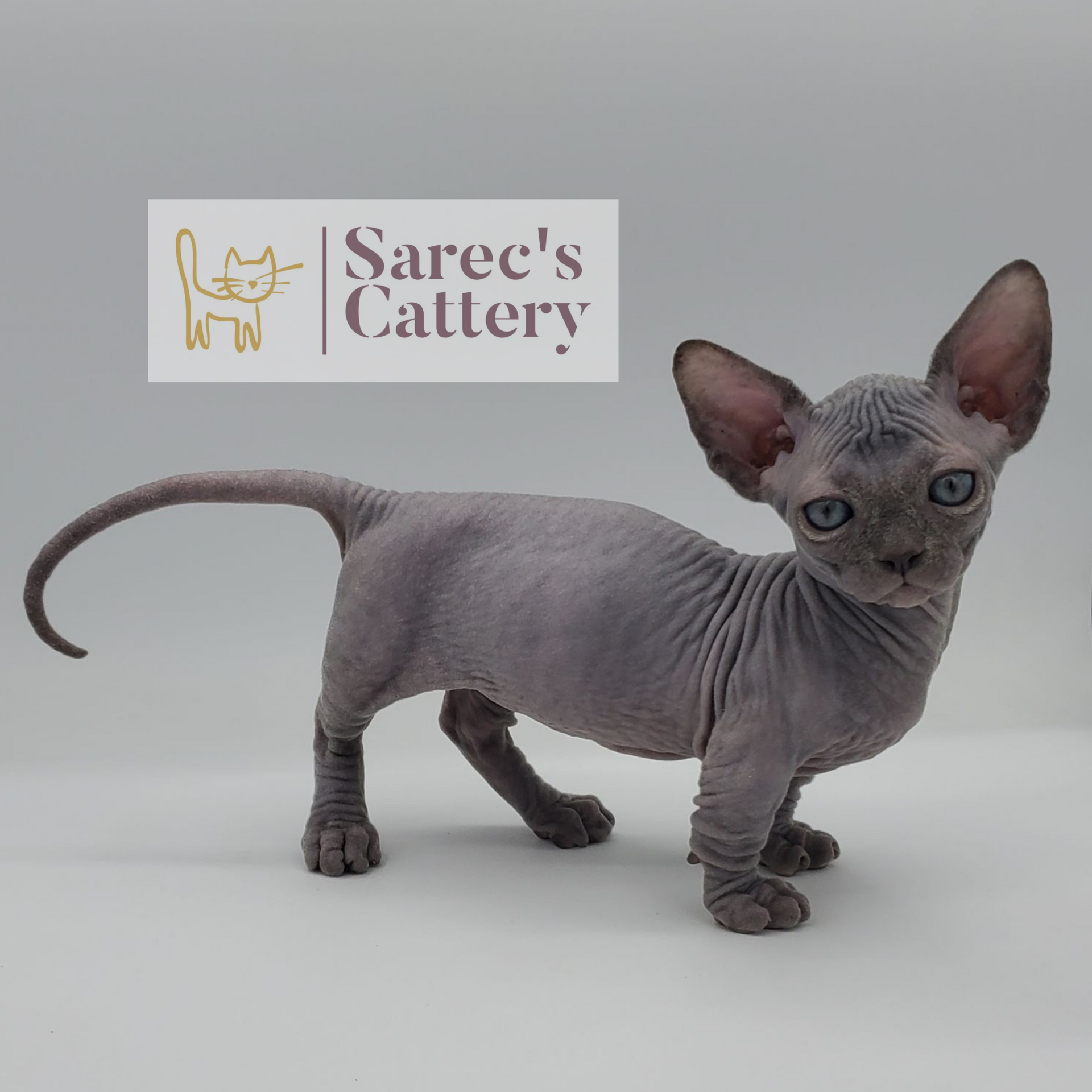 Solid blue Bambino kitten standing from the side