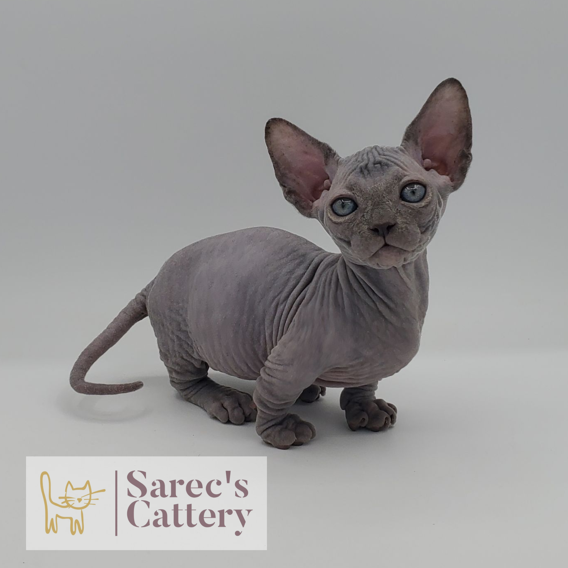 female dilute  Maine Coon kitten with head tilted