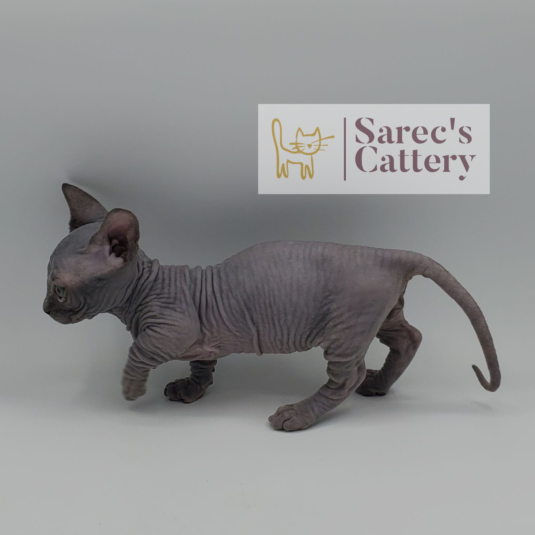 Solid blue Bambino kitten walking