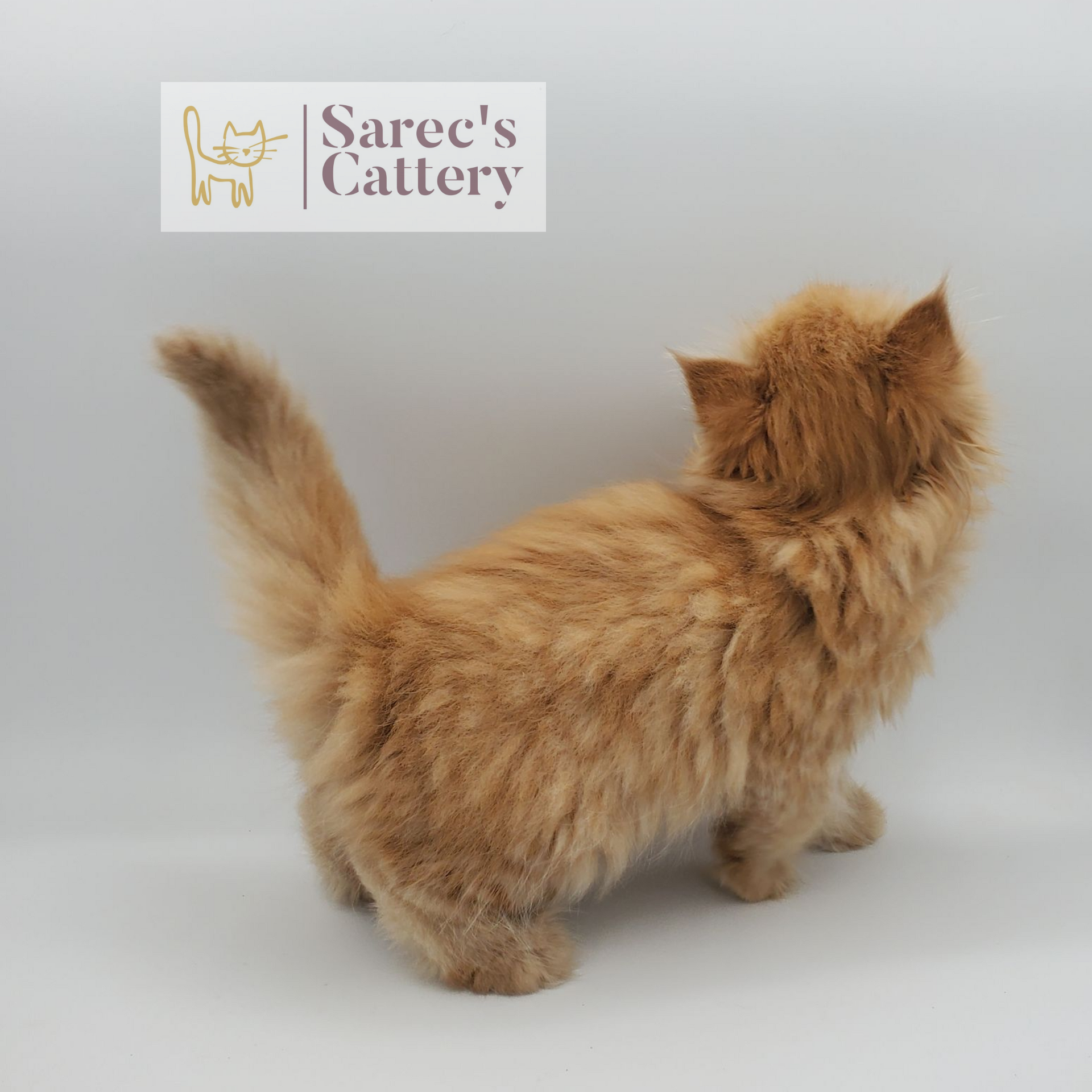 black smoke with white female Maine Coon kitten with head tilted