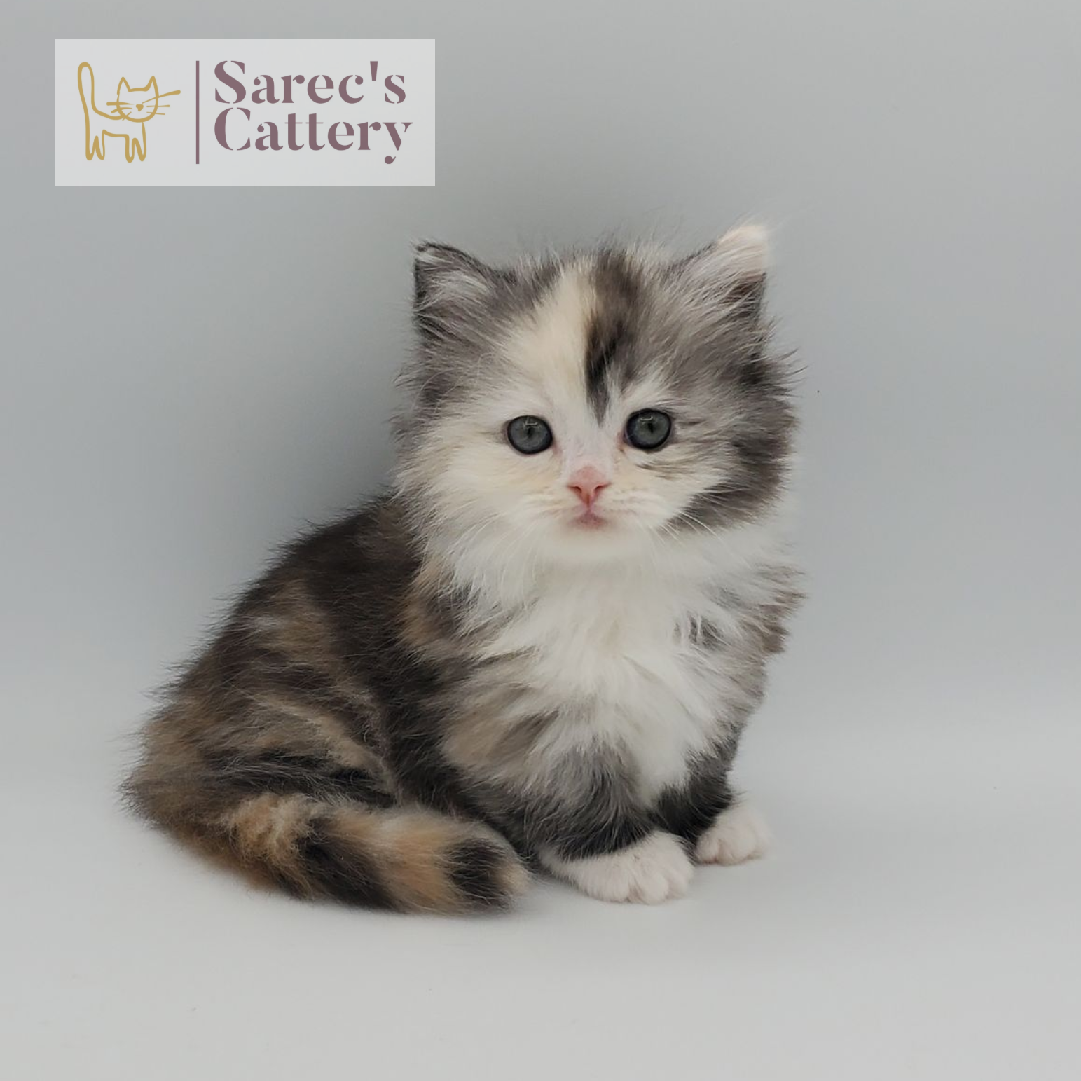 dilute calico female Maine Coon kitten sitting up