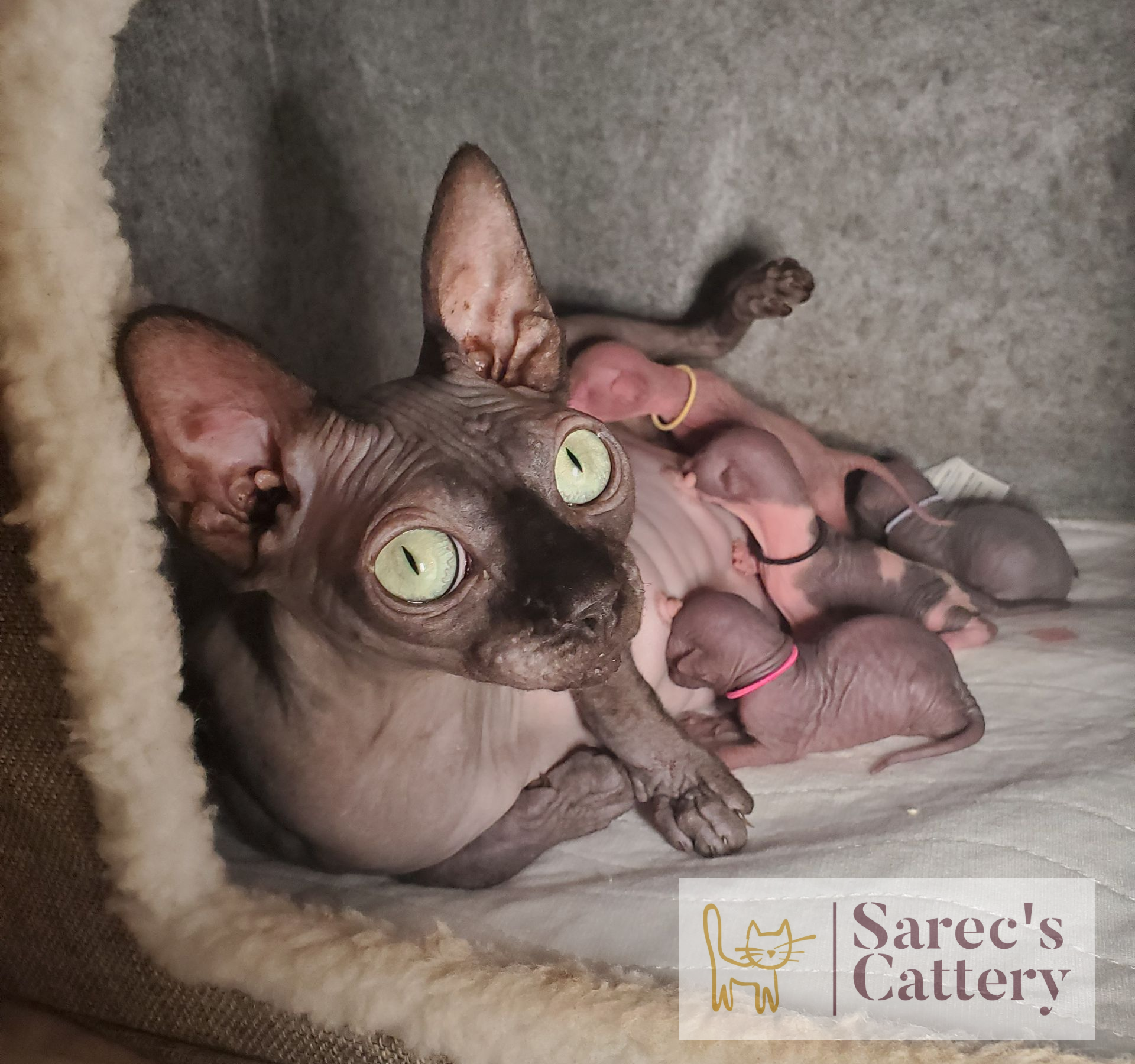 Cricket Sphynx female with her babies