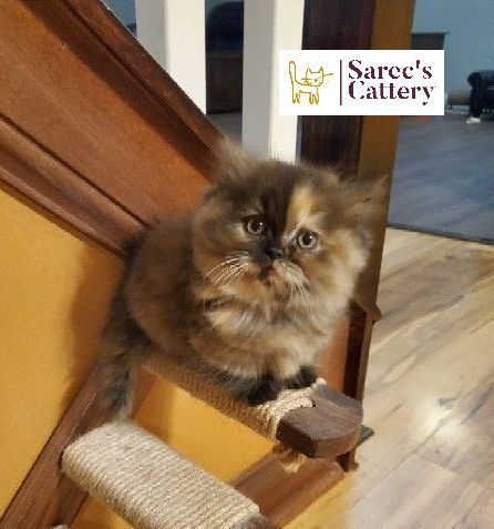 Torti minuet munchkin female