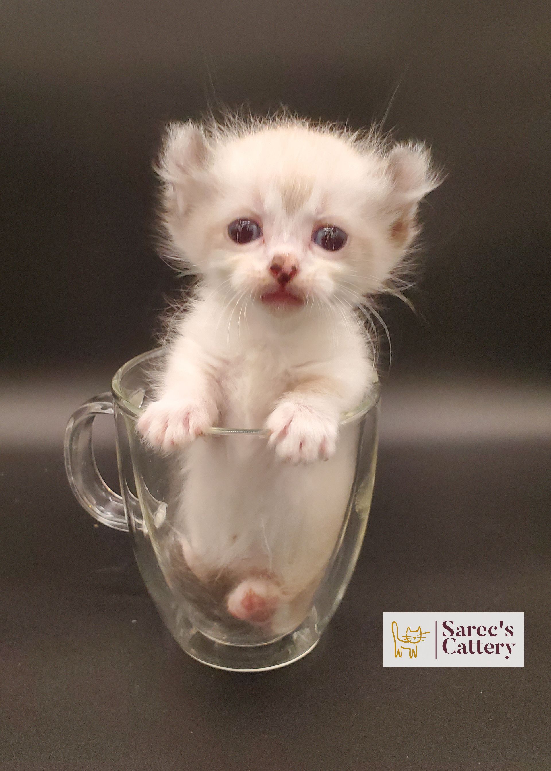 male kinkalow kitten in a glass mug