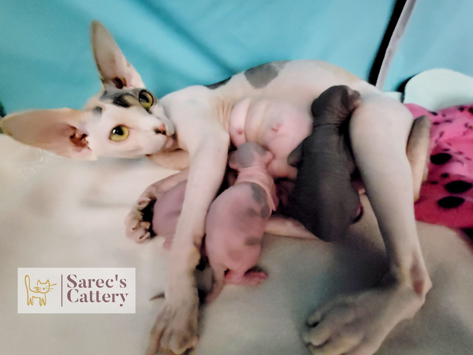 Baby Sphynx kittens nursing while mom looks at the camera