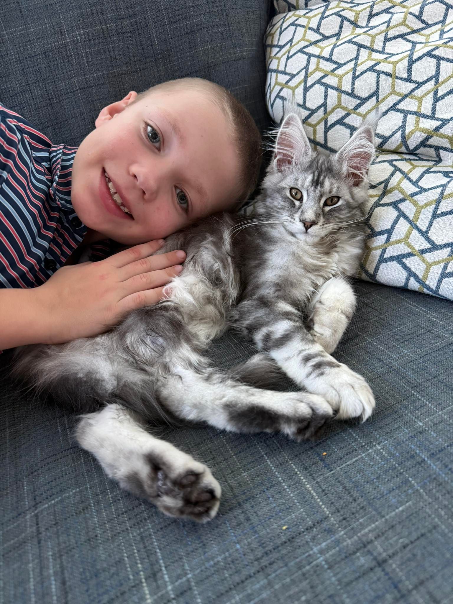Maine Coon  kitten snuggling with child
