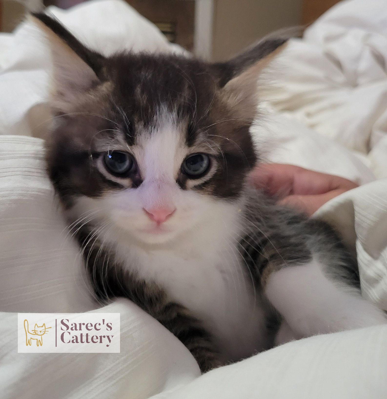 cute grey and white kitten in a blanket