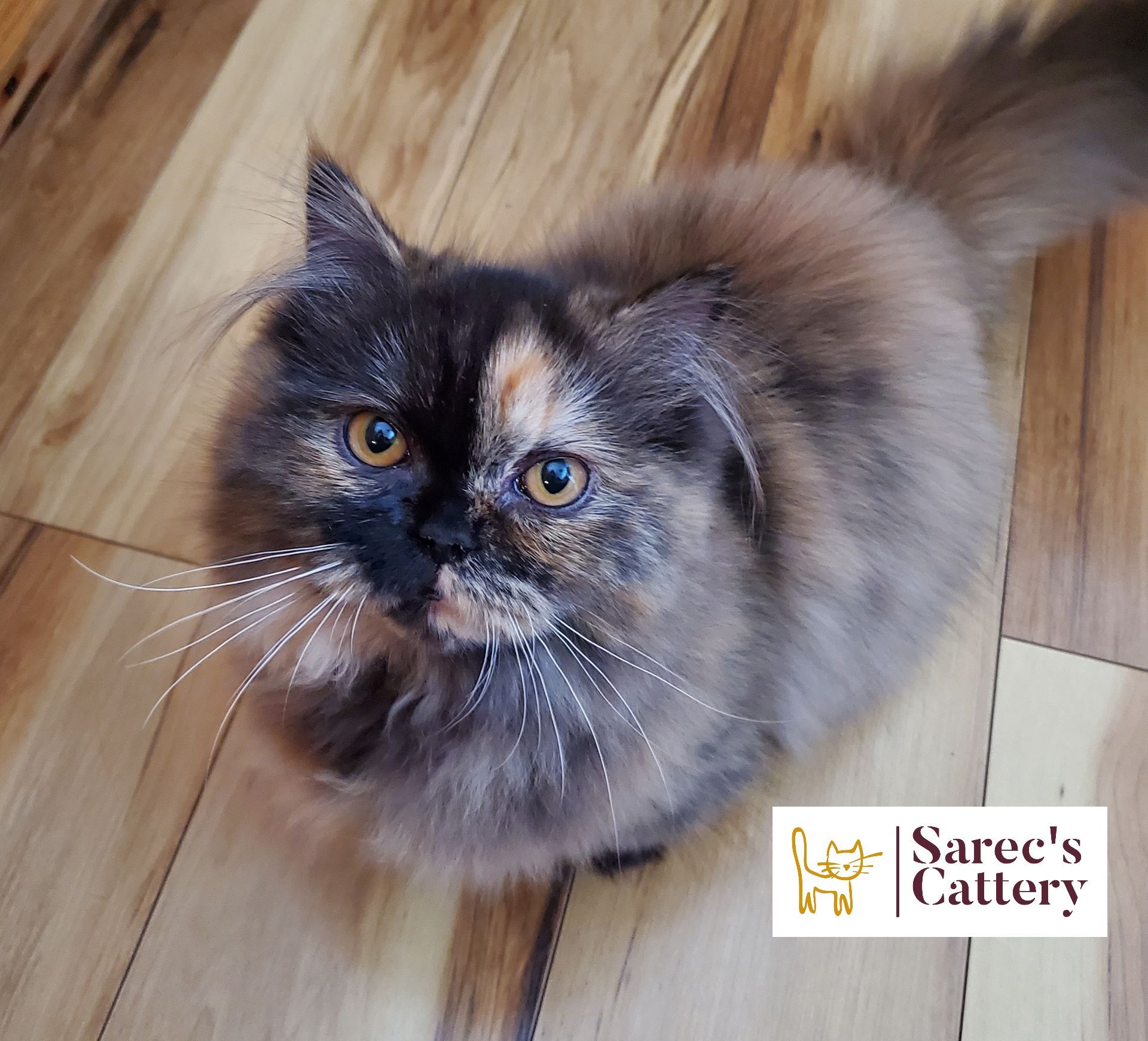 Tortishell minuet munchkin Persian female with amber eyes on hardwood floor