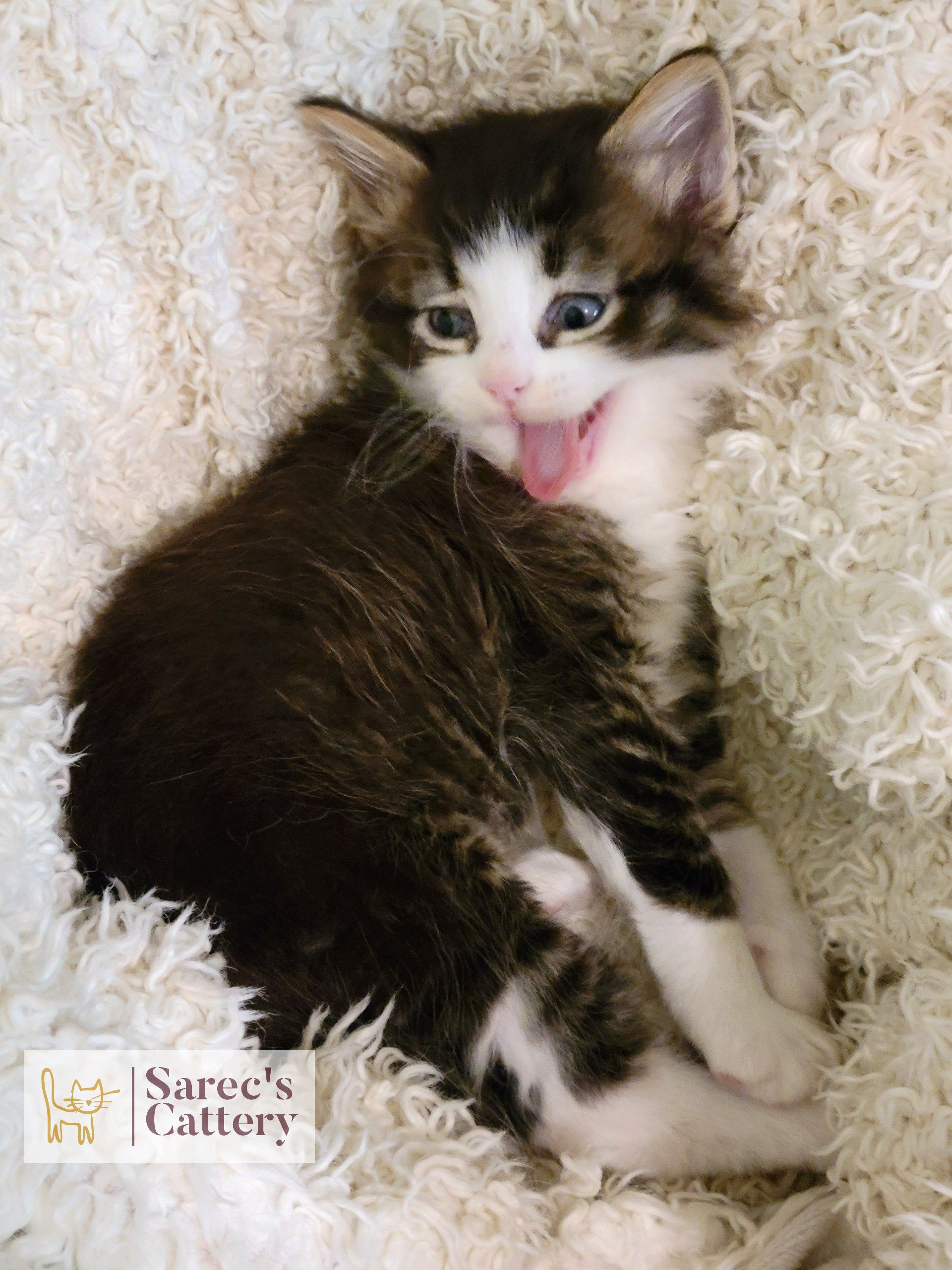 sassy black and white kitten