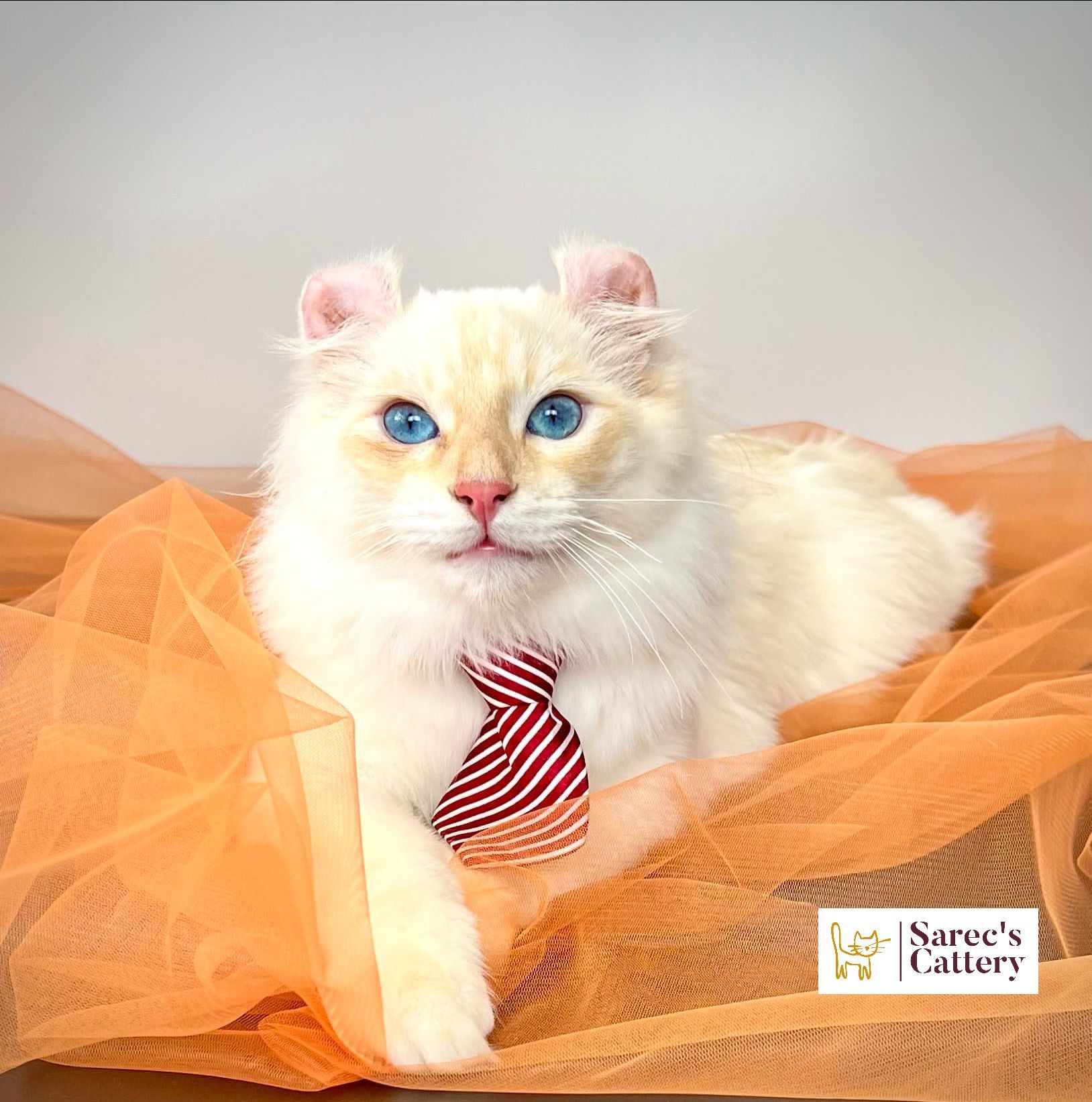 American Curl Male, retired