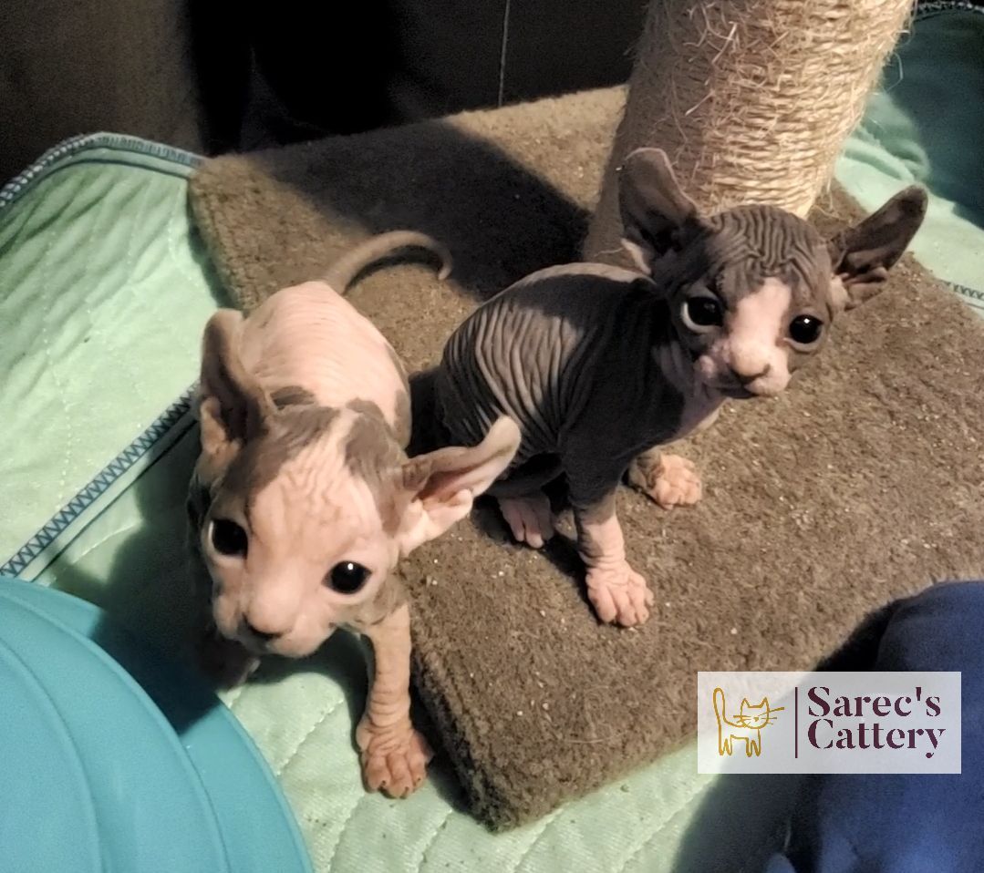 Baby Sphynx kittens sitting together